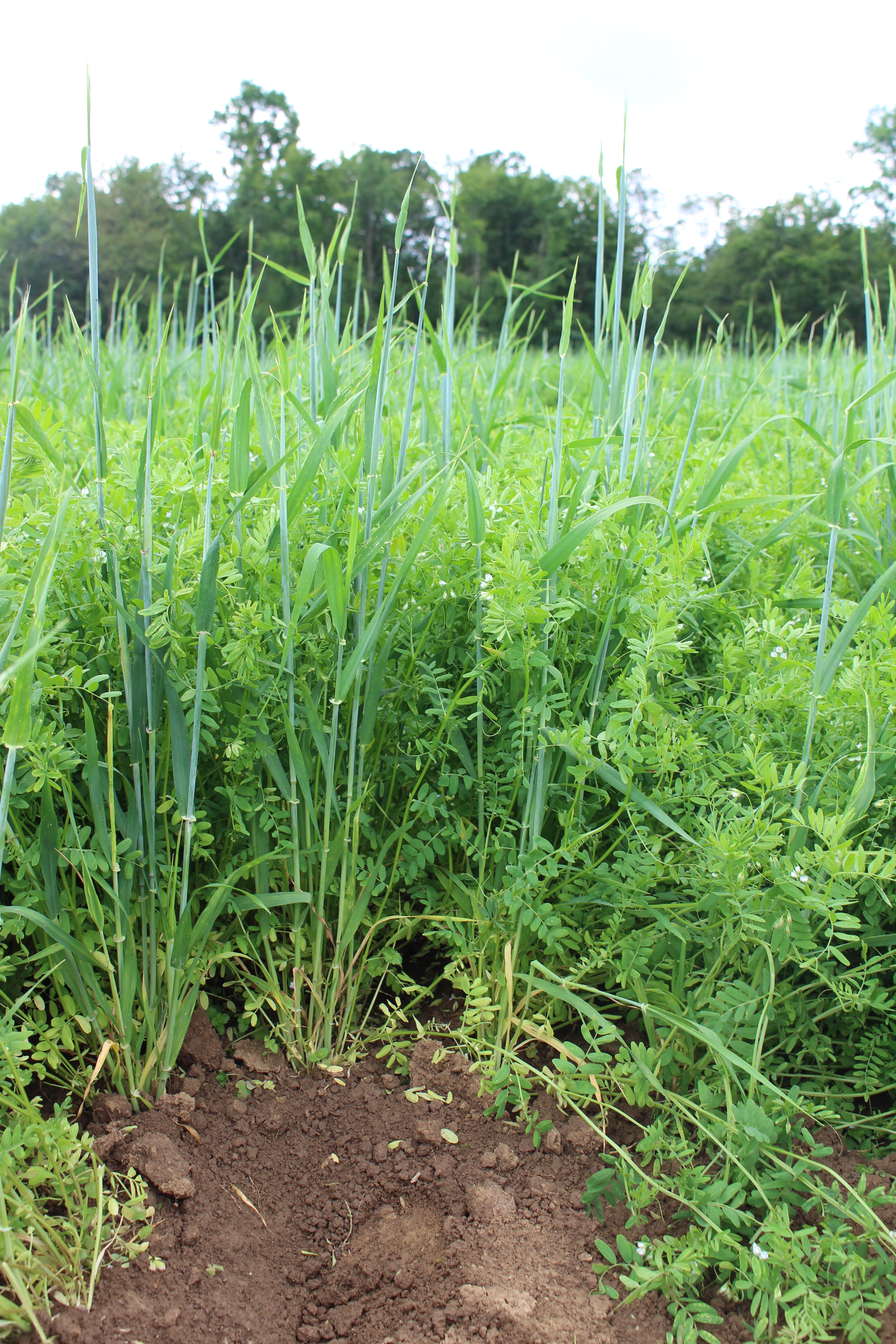 The photo shows a field with lentil and barley plants.