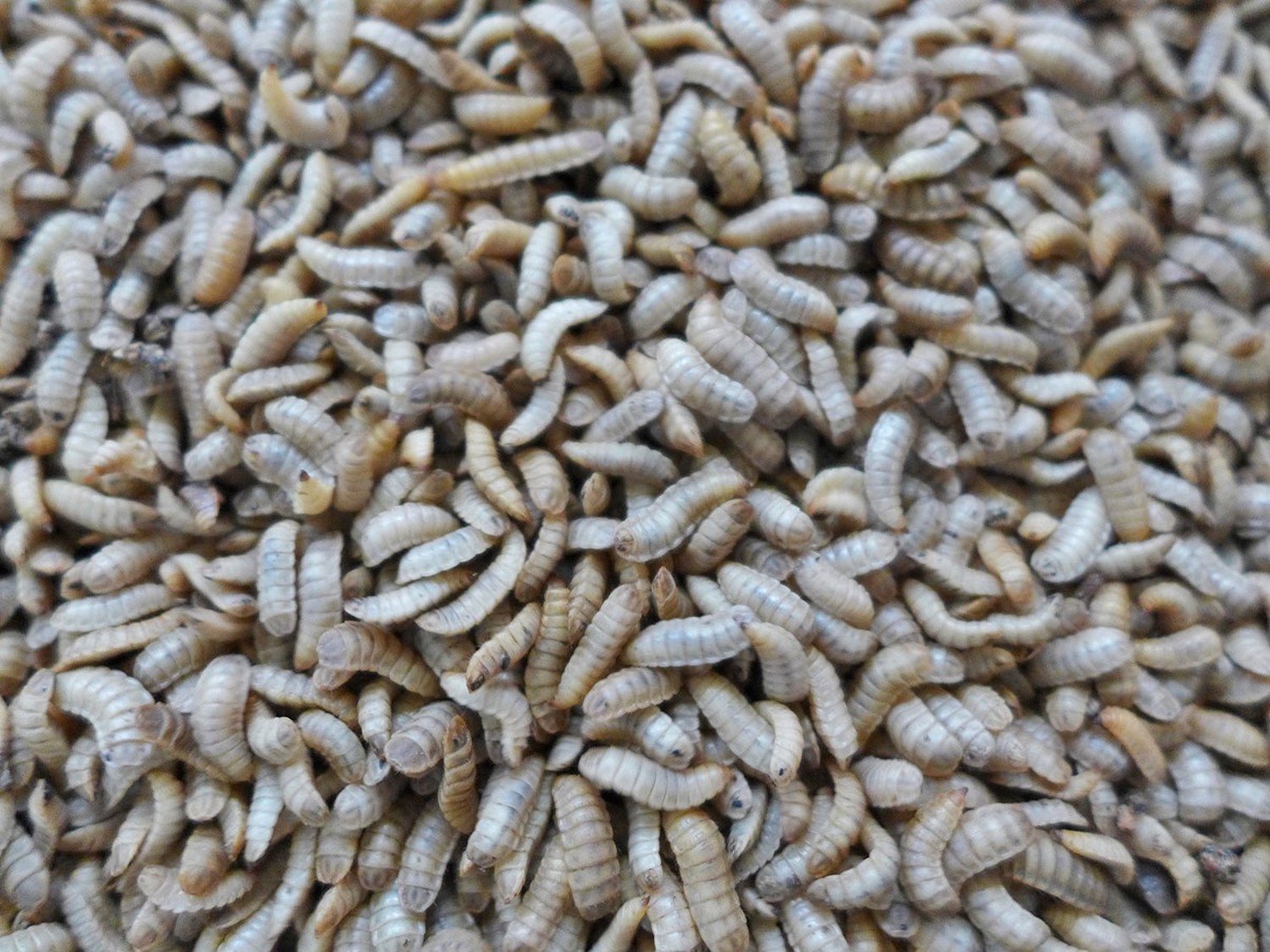 Black solider fly larvae