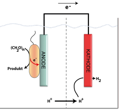 Die Skizze erklärt die Verarbeitung von Kohlenstoffverbindungen (CH2O)n zu einem Produkt an der Anode durch den Mikroorganismus und die anschließende Übertragung der dabei entstehenden Elektronen (e-) auf die Kathode. Dort wird Wasserstoff gebildet.