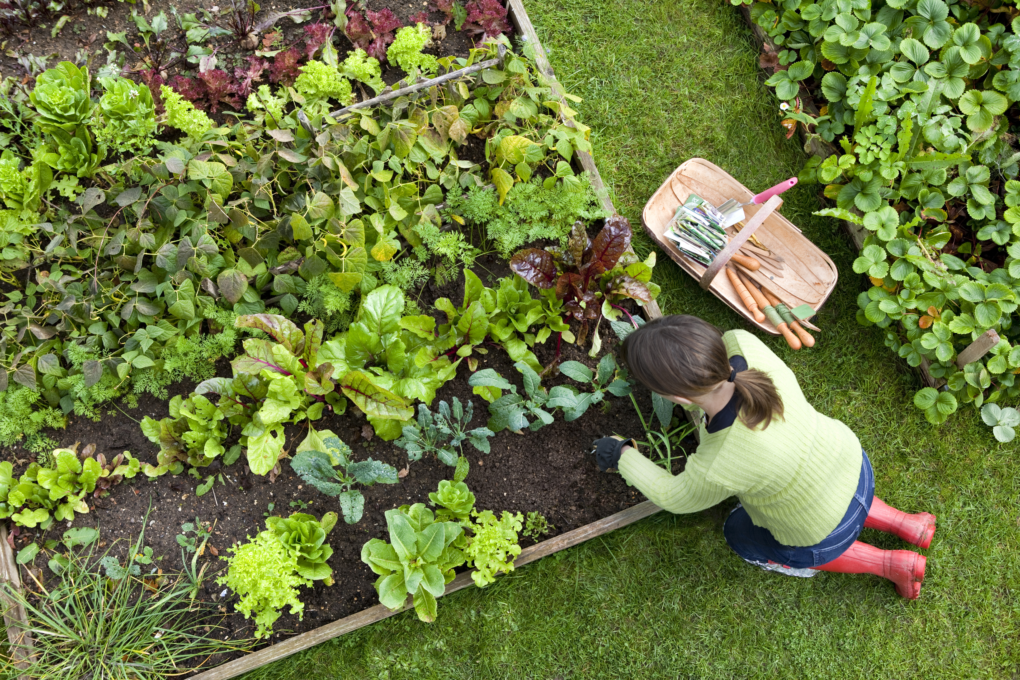 View onto a vegetabel bed. In the style of an augmented reality application, the vegetable bed is covered with button icons showing typical garden crops such as carrots or radishes. A person kneeling at the edge of the bed, is working on the bed and using one of the buttons. 