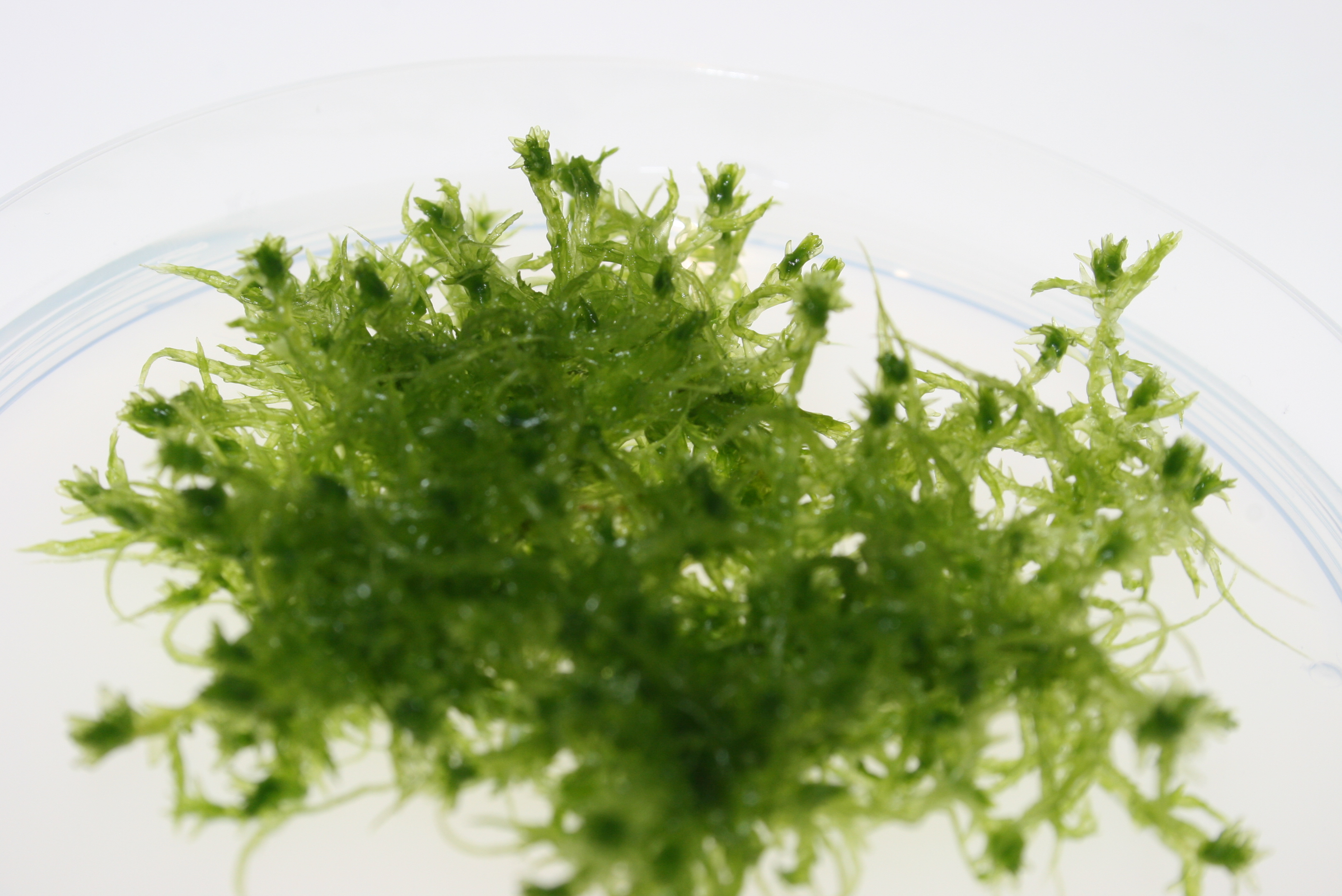 Moss plant in a petri dish