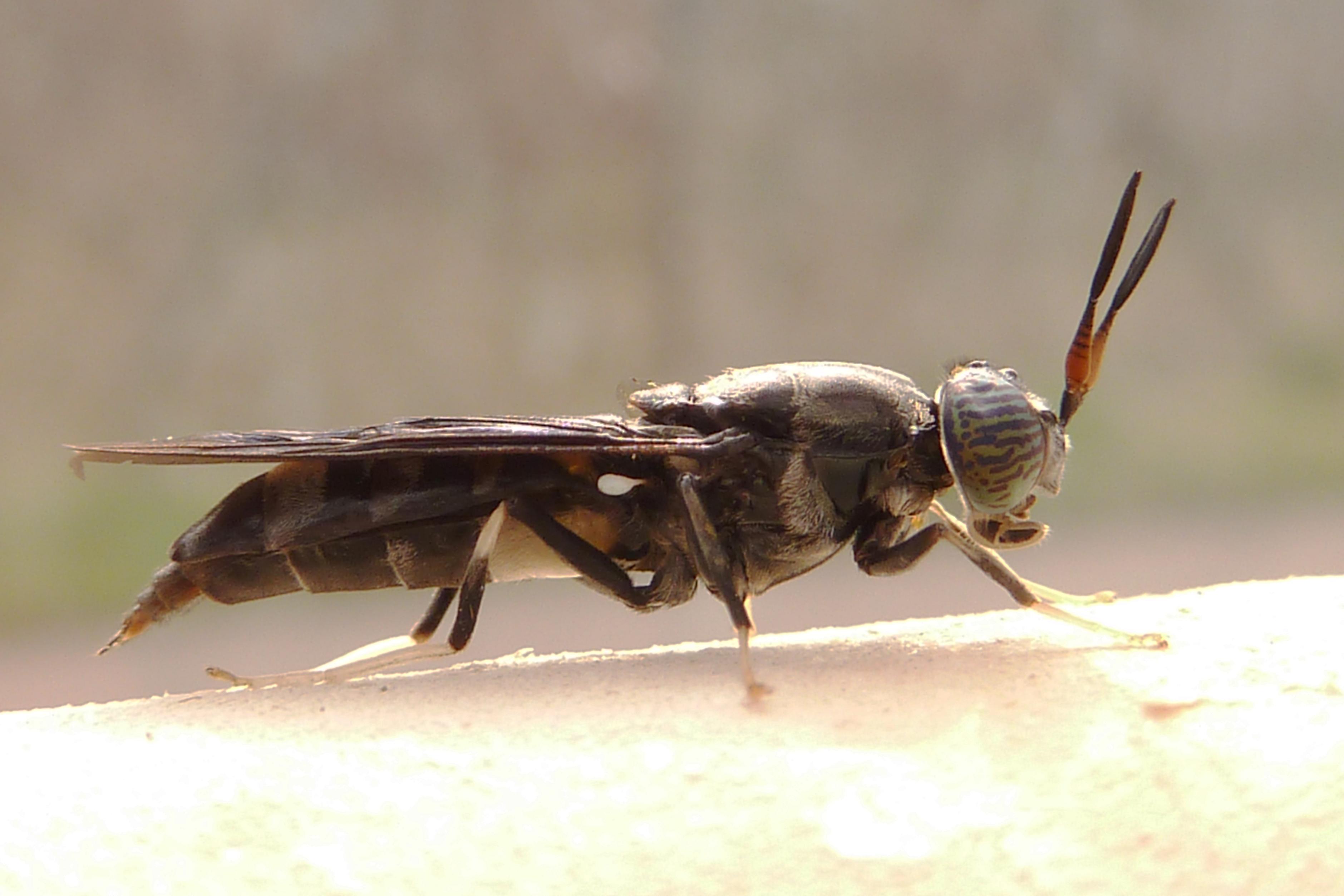 Schwarze Soldatenfliege Hermetia illucens.