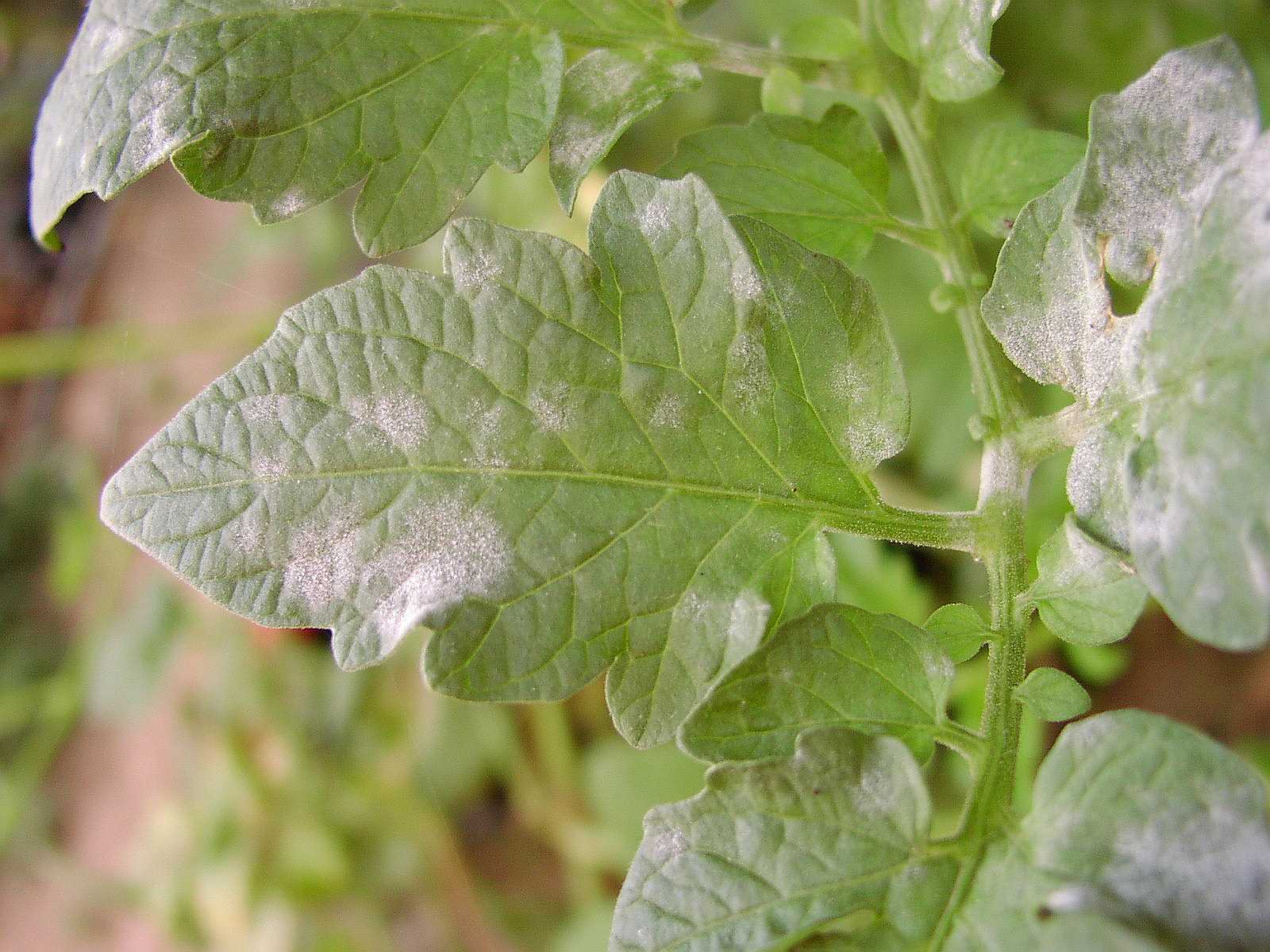 Tomato leaf, powdery mildew