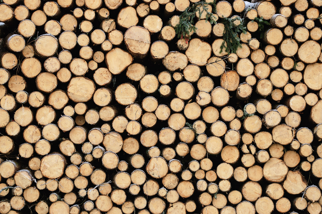 Dünne Fichtenholzstämme, die zum Abtransport im Wald bereitliegen