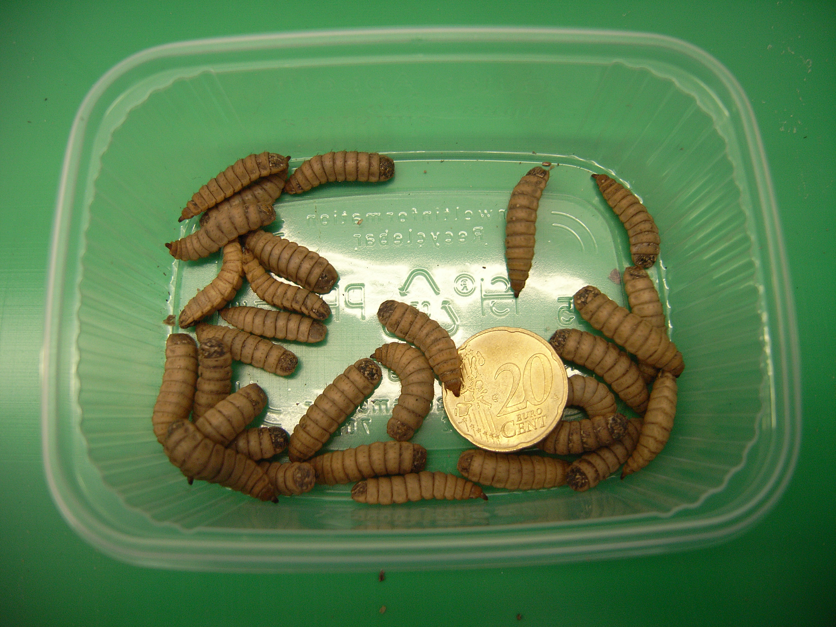 Some fly larvae, compared to a 20-cent piece, in a plastic dish.