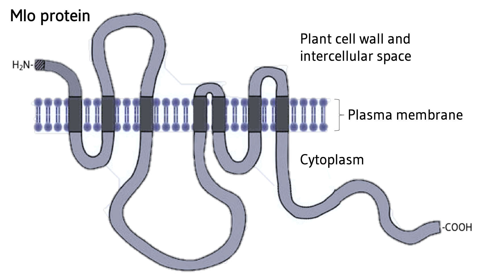 Schematische Zeichnung des integralen Transmembranproteins Mlo mit 7 membrandurchspannenden Domänen