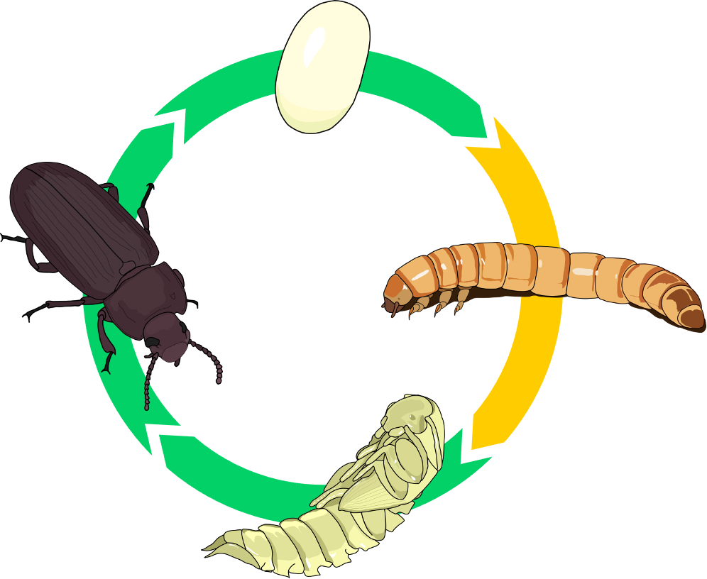 Bunte Zeichnung eines Kreislaufs der Insektenentwicklung.