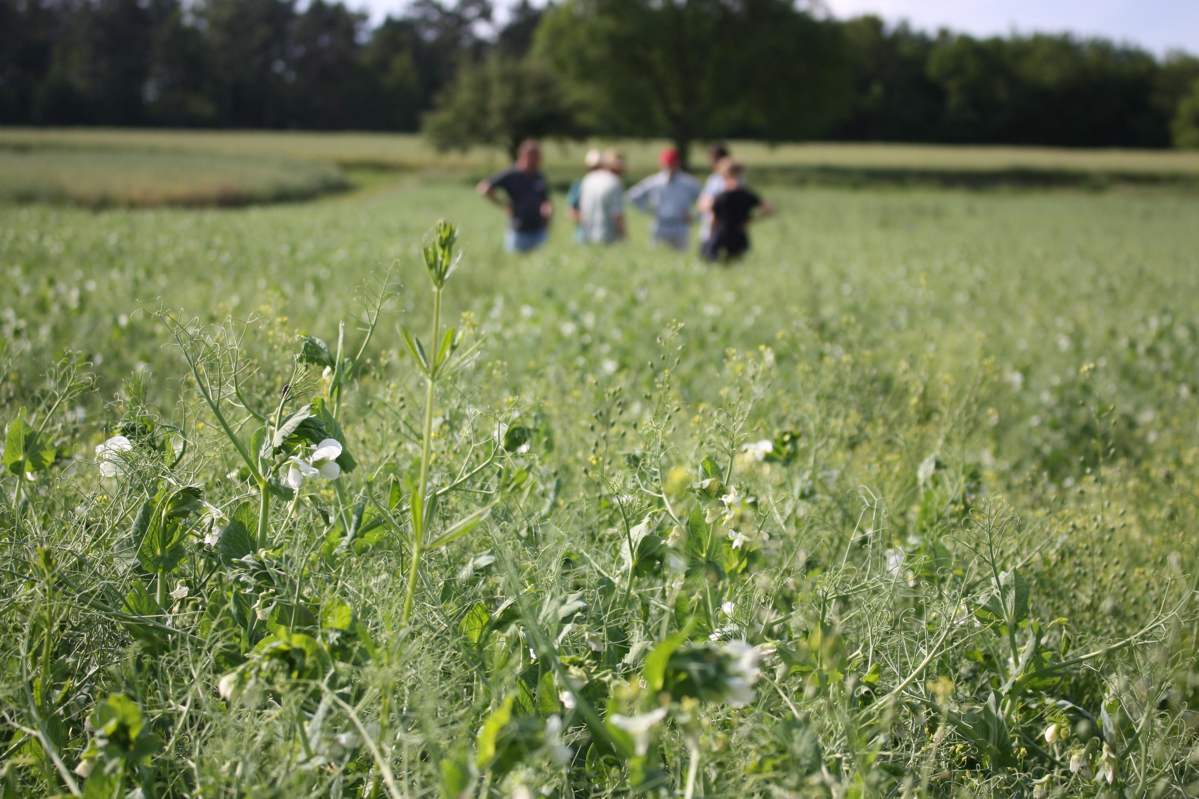 A field on which peas  false flax are grown. A group of people can be seen in the background.