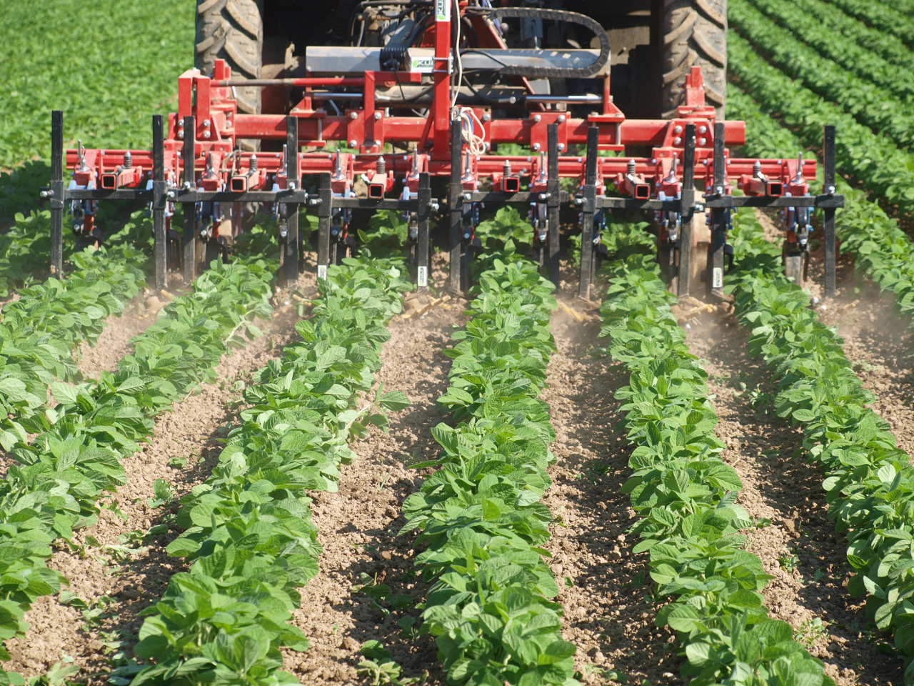 A tractor with attached black hoe driving through soybean plants