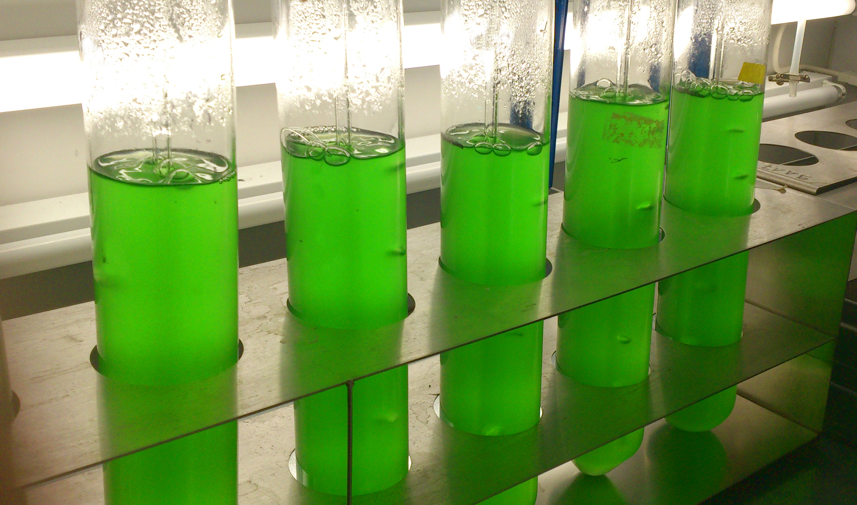 Fünf Blubberflaschen mit grüner Flüssigkeit in einem Laborständer