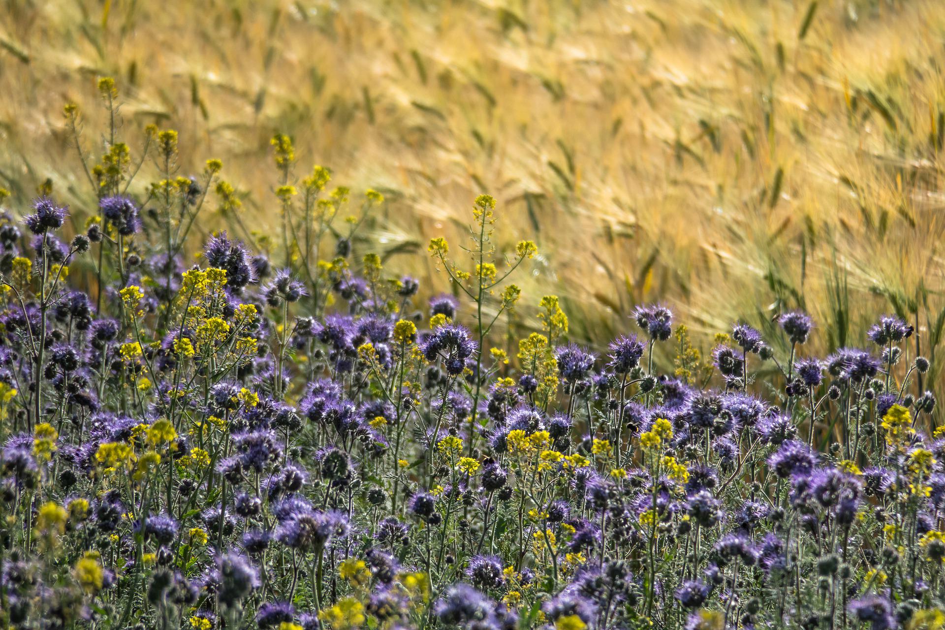 Aufnahme eines dichtbestandenen Feldes mit gelben und violetten Blüten. Im Hintergrund ist unscharf Weizen zu sehen.