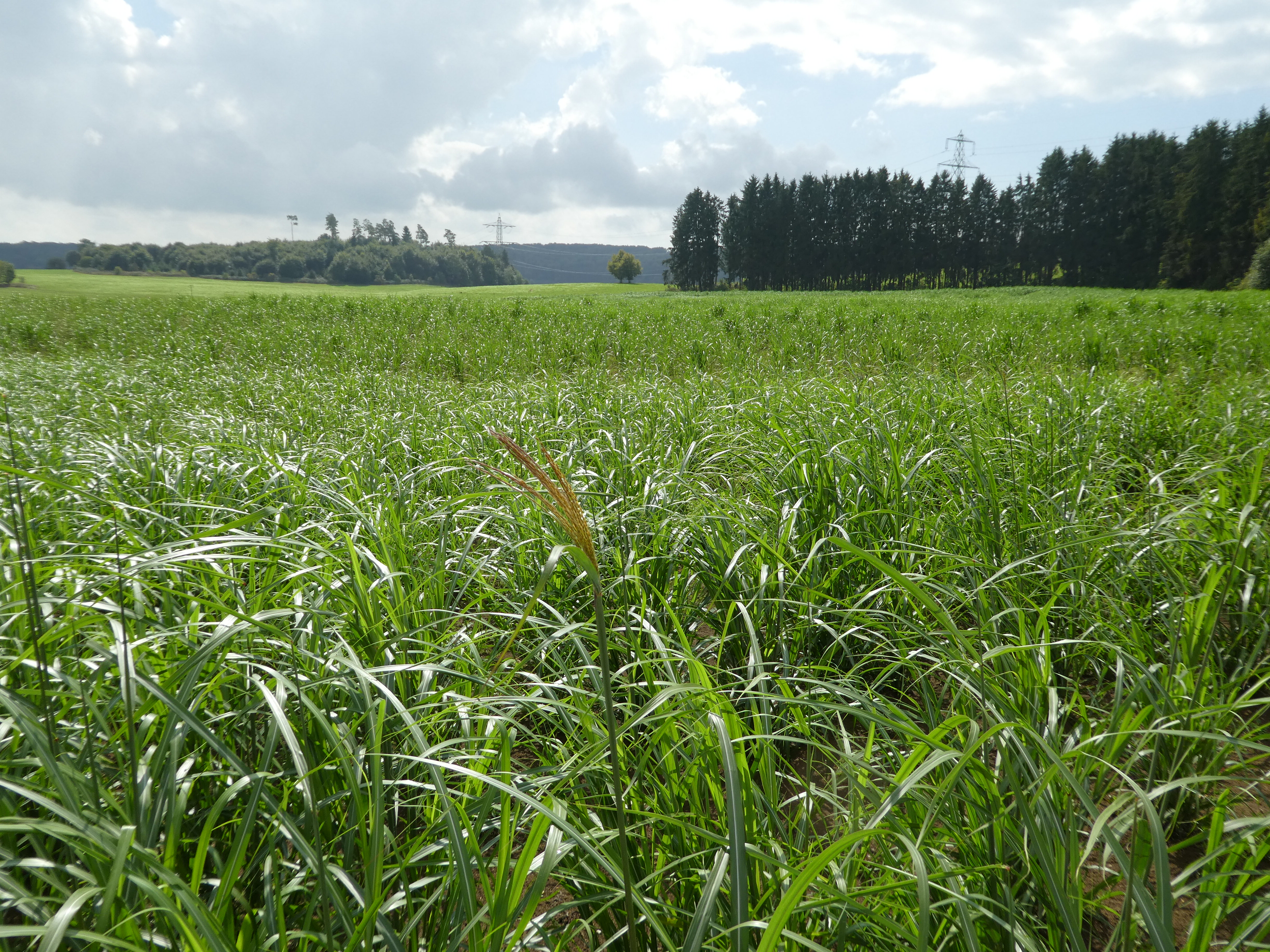 Photograph taken within a Miscanthus field: in the front third, grass-like, green plants; in the centre, a plant with an inflorescence consisting of dense, terminal panicles.