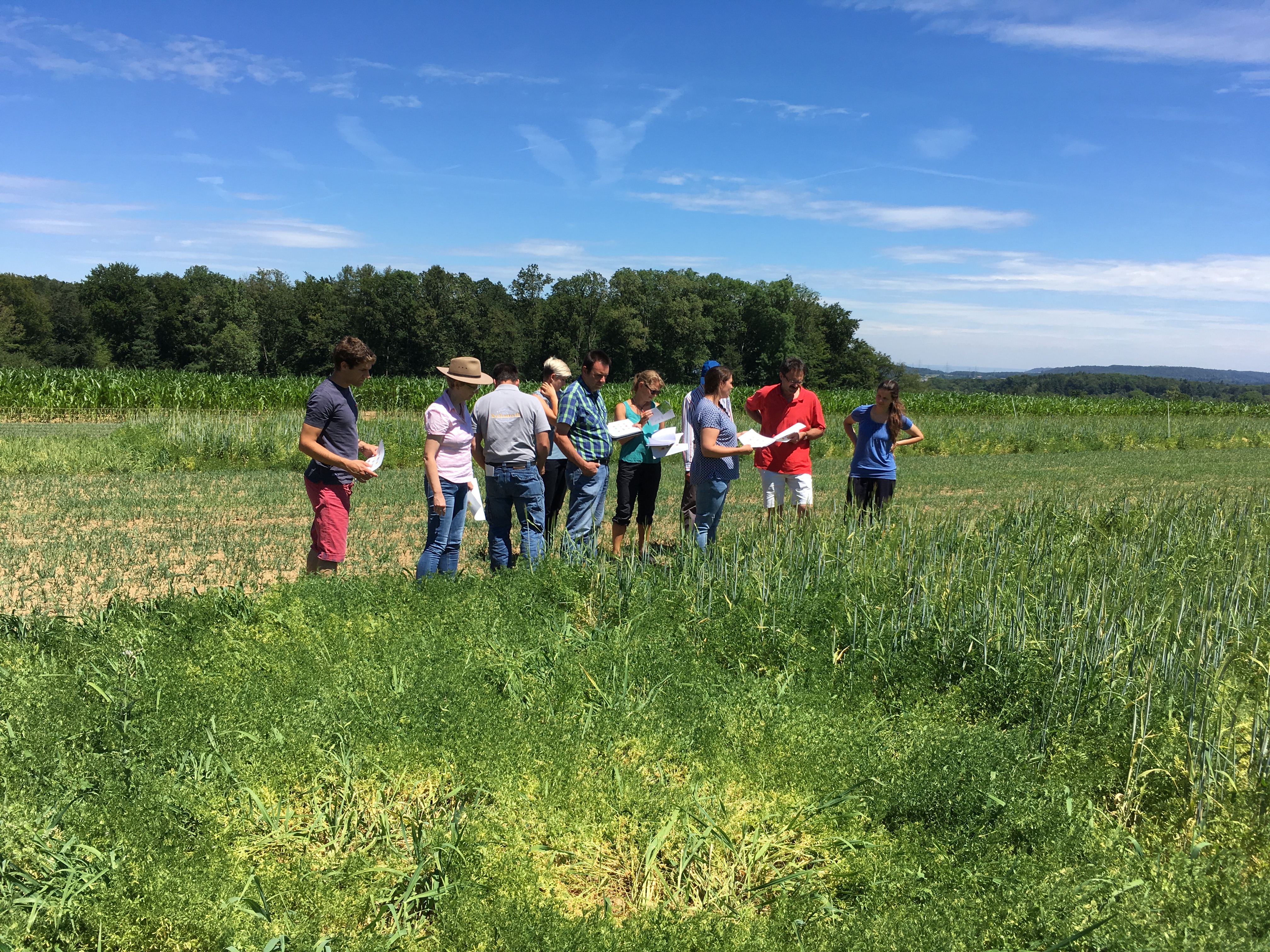 The photo shows all those involved in the Rhizo-Linse project on a field. 