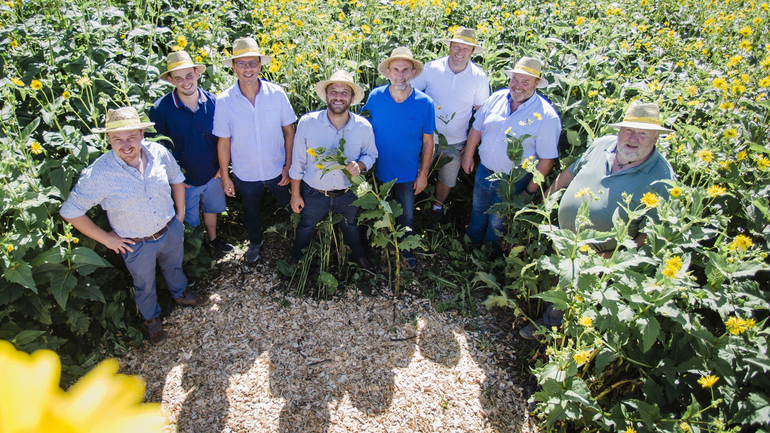 Eight farmers standing in the middle of a silphium field