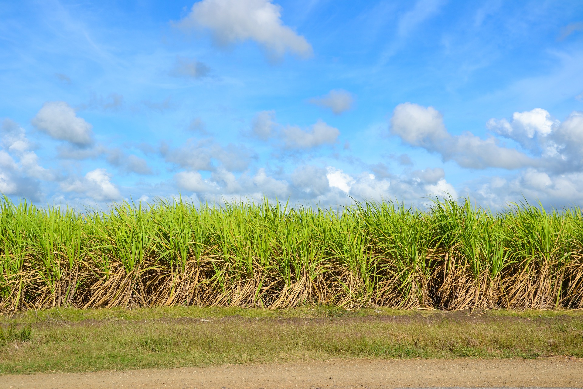 Blick über einen Feldweg auf eine Feld mit Zuckerrohr.