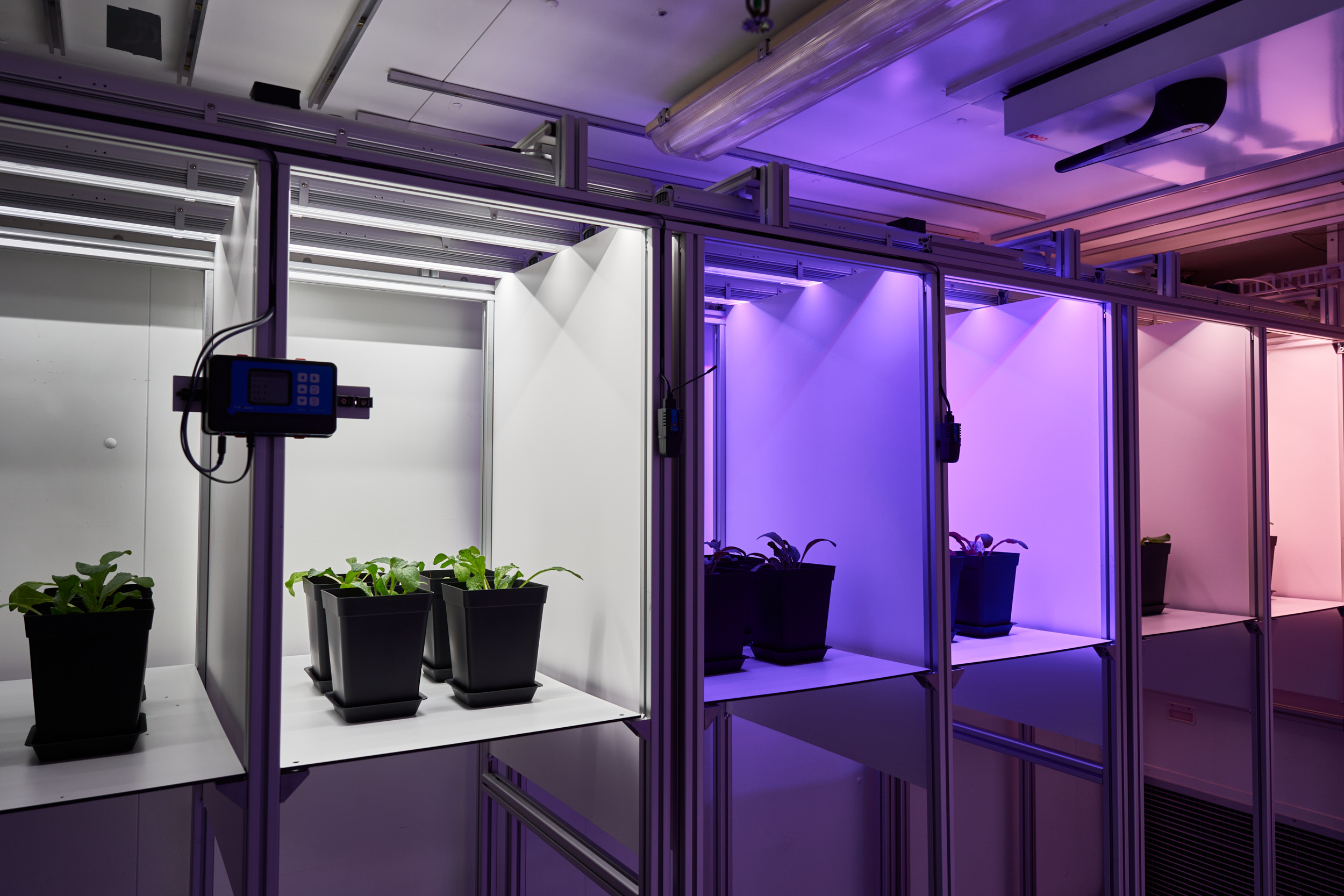 Row of plants on open shelves