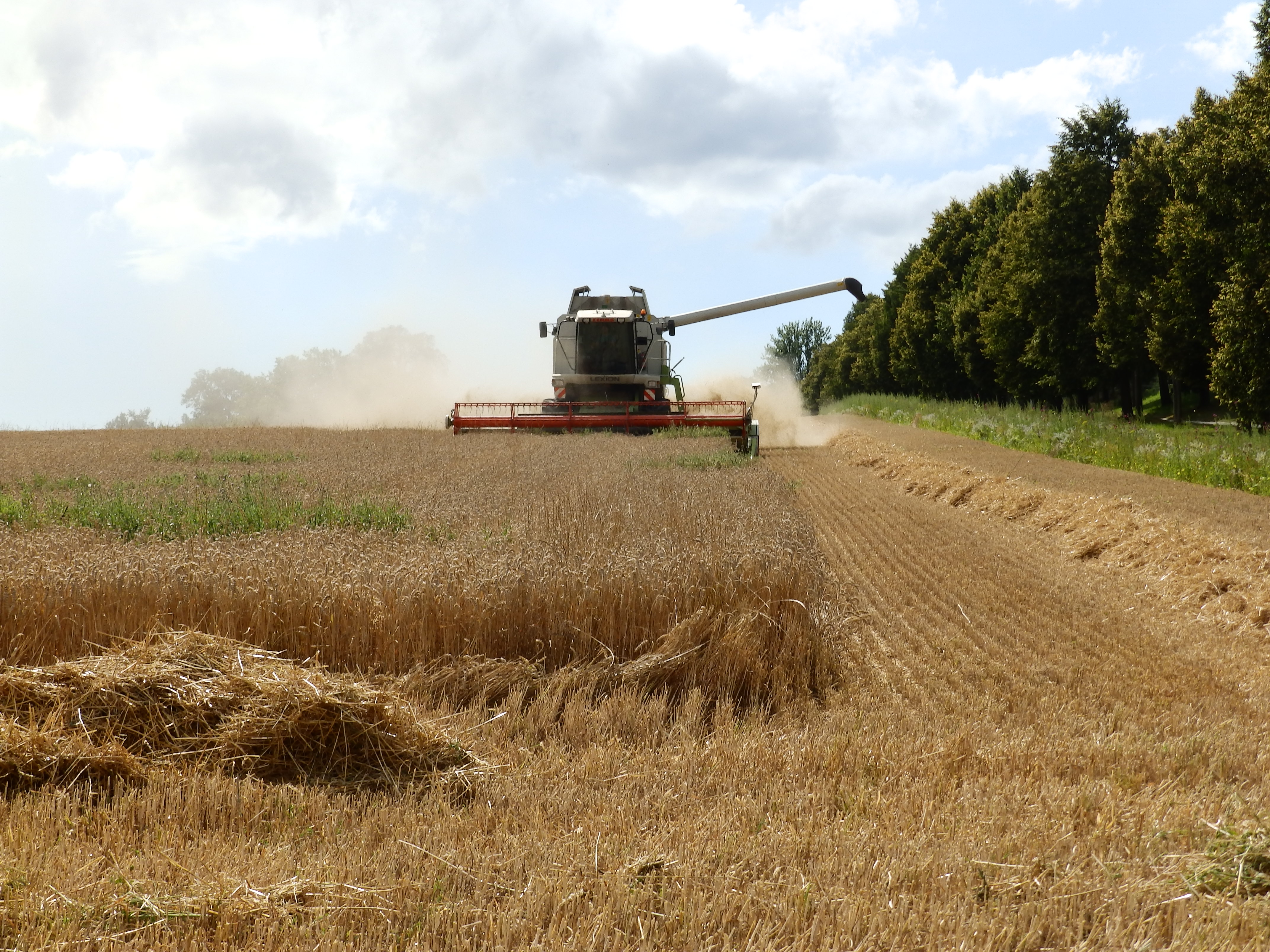 A combine harvester mowing a field.