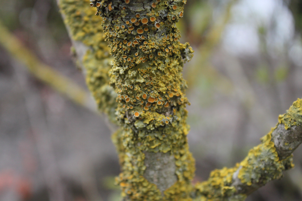 Lichens: symbiotic organisms composed of fungi and algae. Living as a symbiont in a lichen enables the fungus to derive essential nutrients. The algae possess chlorophyll and can produce glucose, which the fungus needs. In return, the fungus provides the algae with a place to live, protects them against dehydration and enables the algae to live in environments where they would not normally be able to subsist.