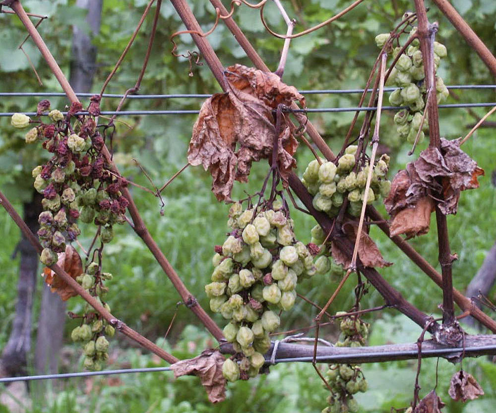 Eine abgestorbene Weinrebe mit völlig ausgetrockneten Trauben