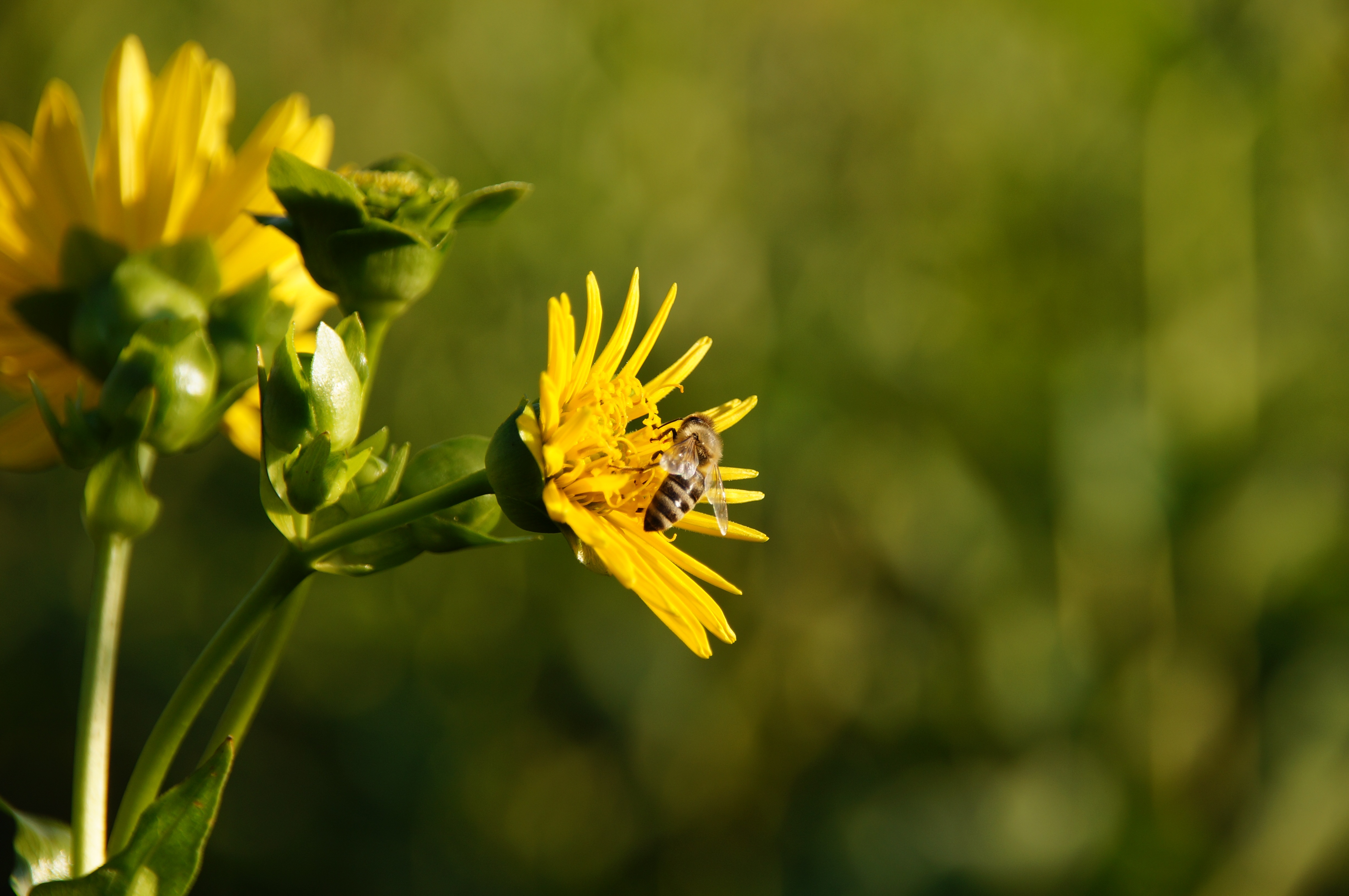 Ein gelber Korbblütler auf dessen Blüte eine Biene sitzt.