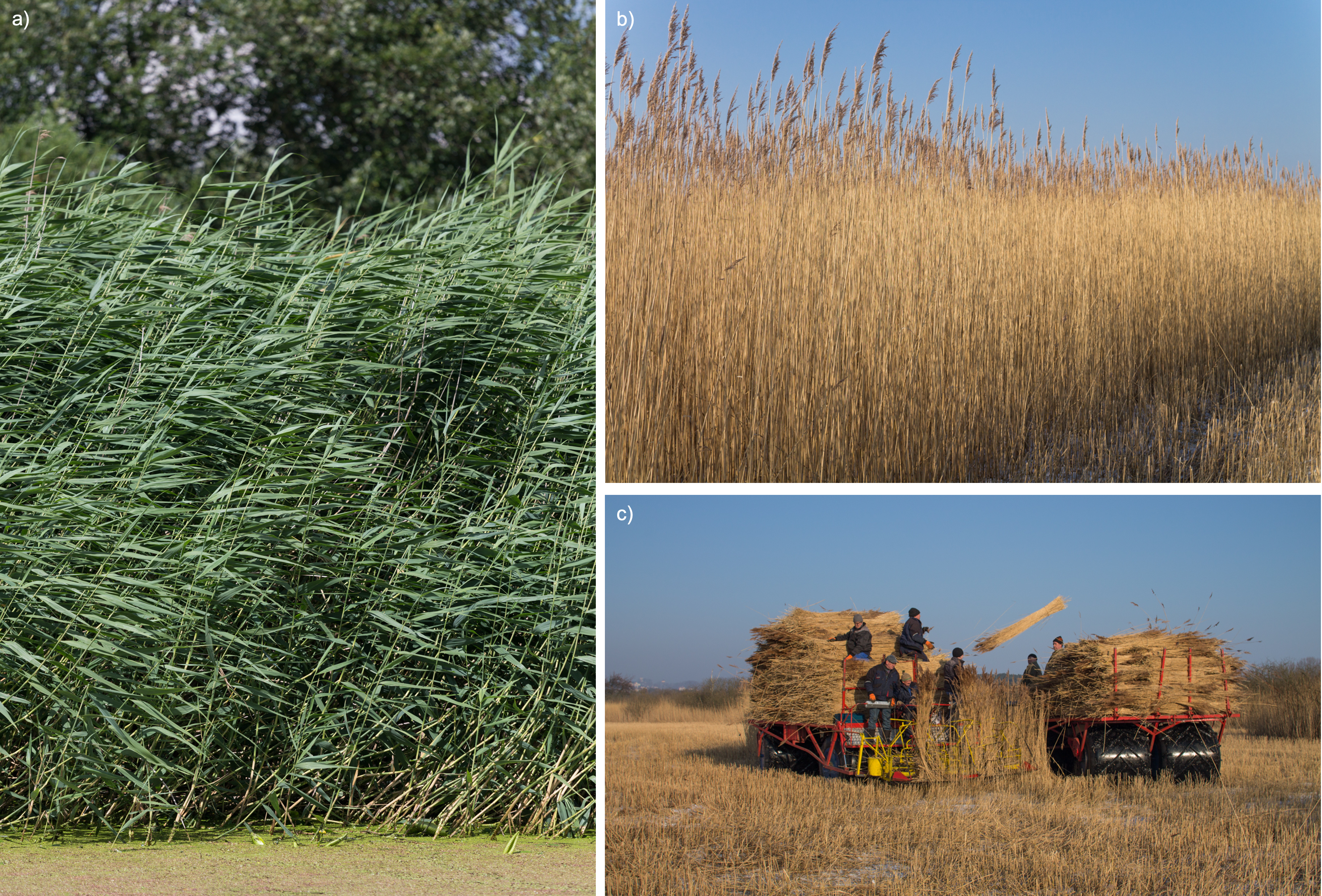 a) green reed, b) dry brown reed, c) harvester and workers throwing brown reed bundles onto a tractor.