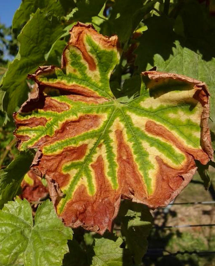 Ein Weinblatt, das aufgrund von Trockenheit und Hitze beginnt braun zu werden