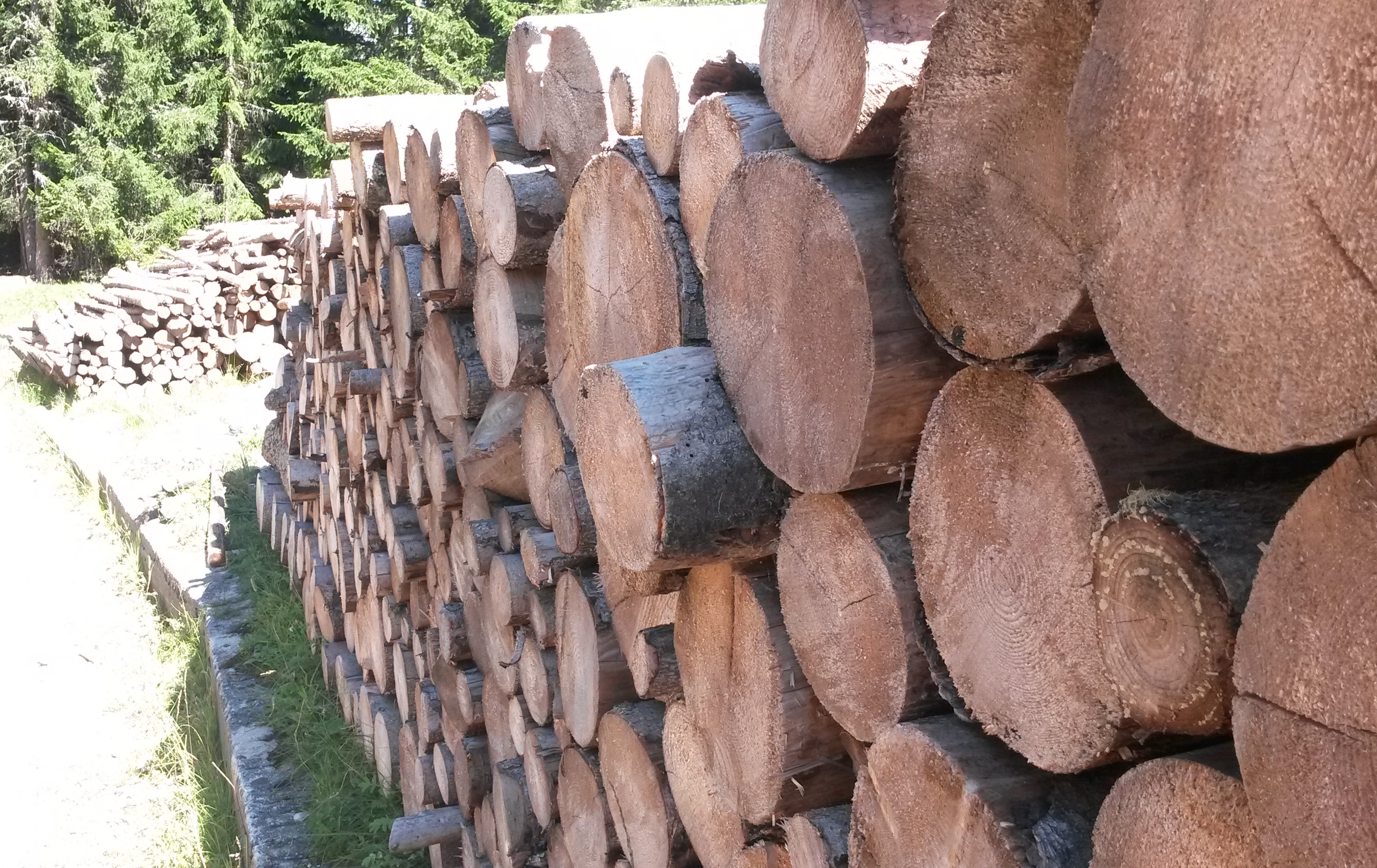 Ein Stapel mit Holzstämmen an einem Waldweg.
