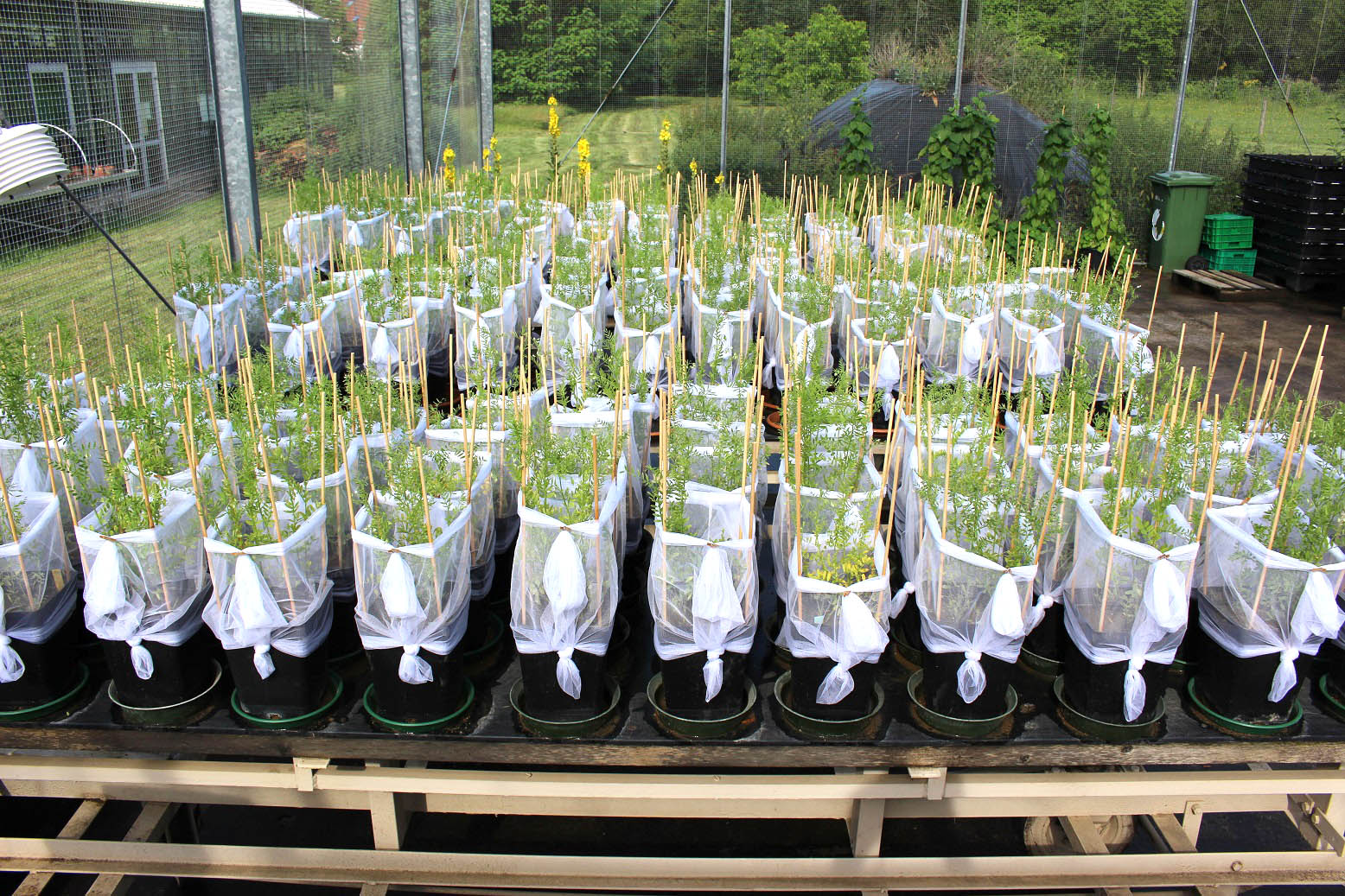 The photos shows many rows with pots in which lentil plants are grown.