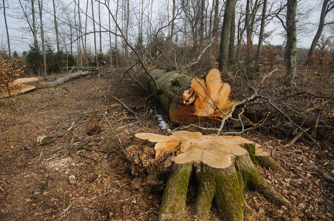 Eine gefällte Buche in einem Wald