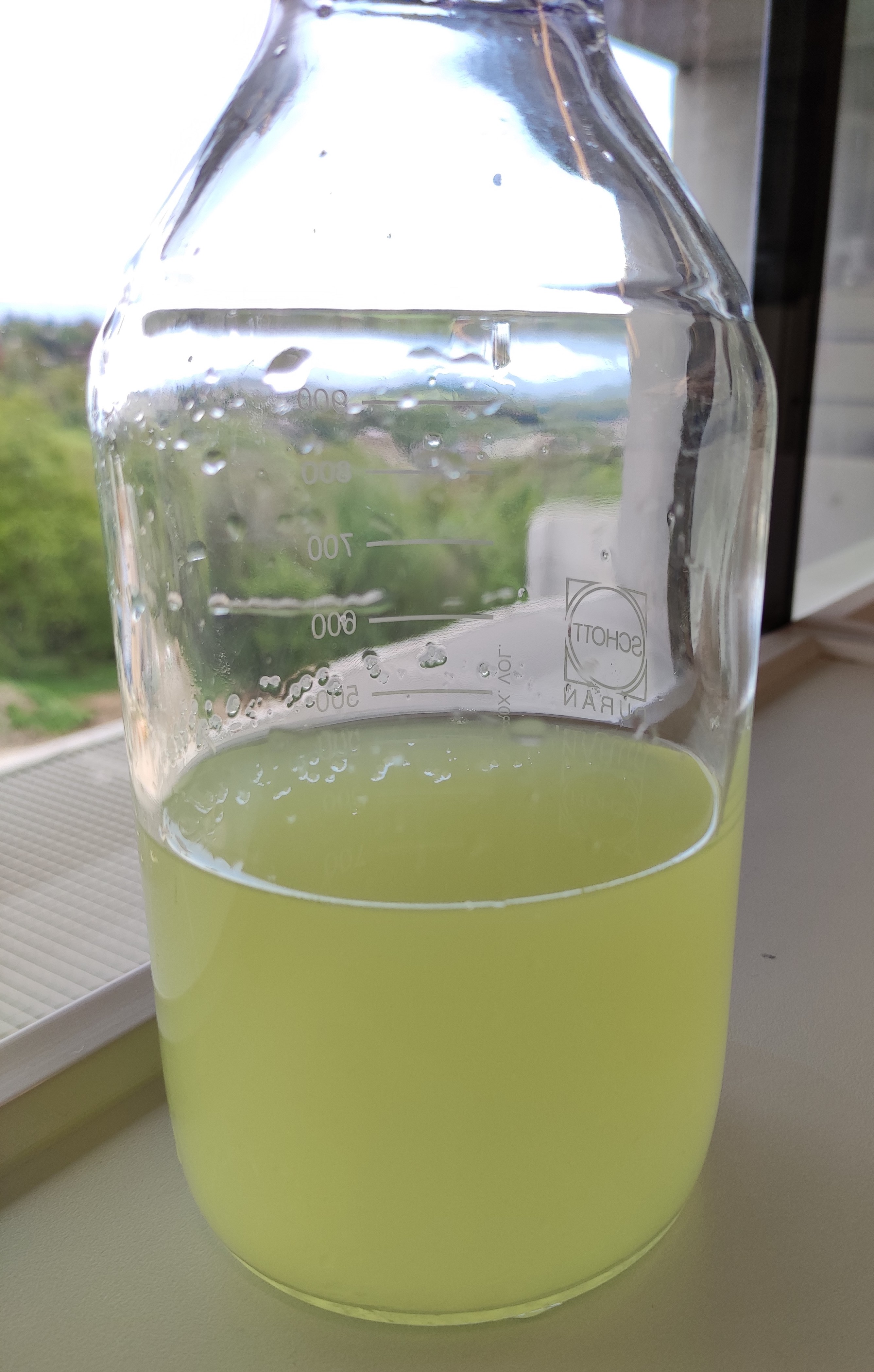Eine Glasflasche halbvoll mit gelblicher Sauermolke.