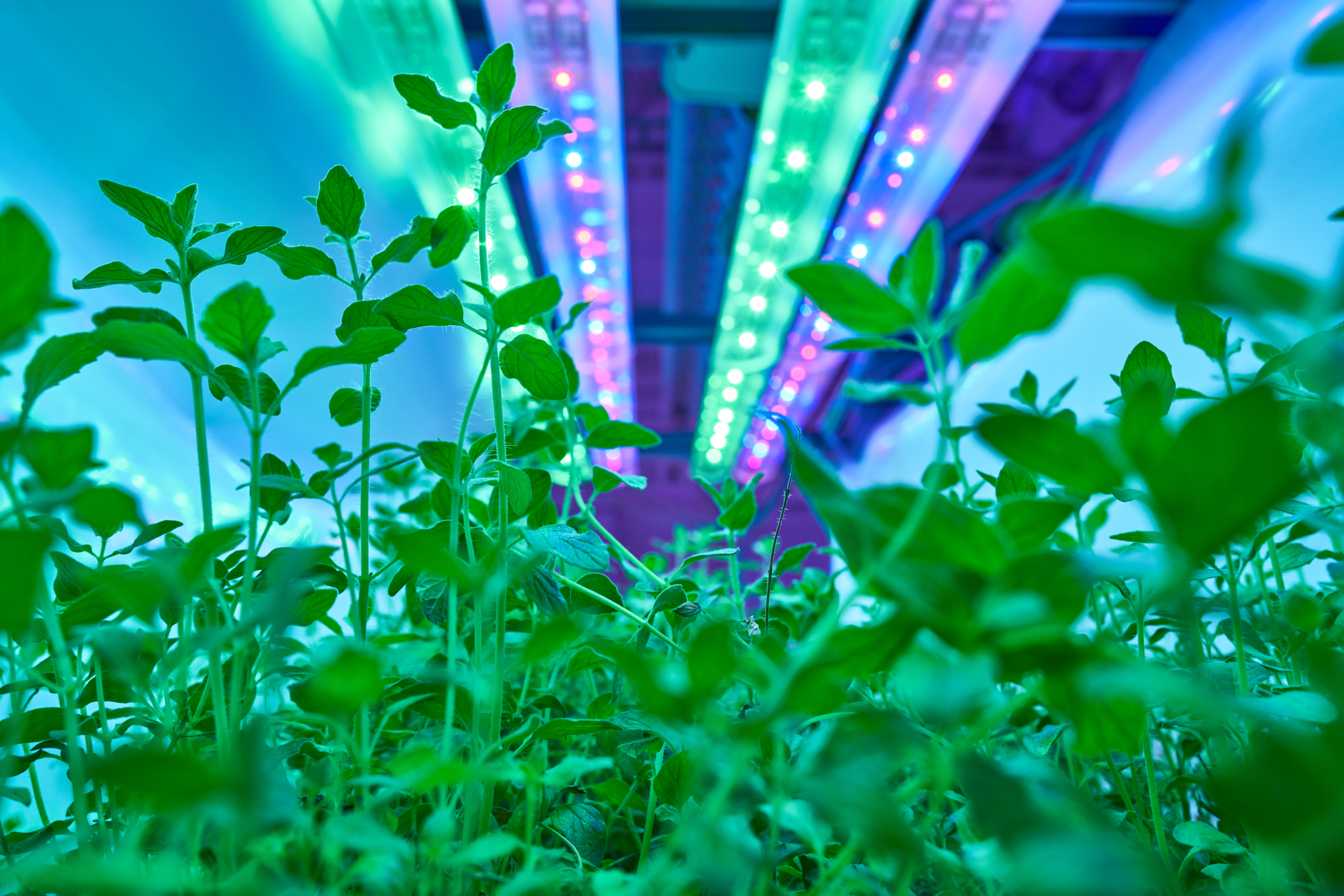 Plants with elongated lights in green and purple above them