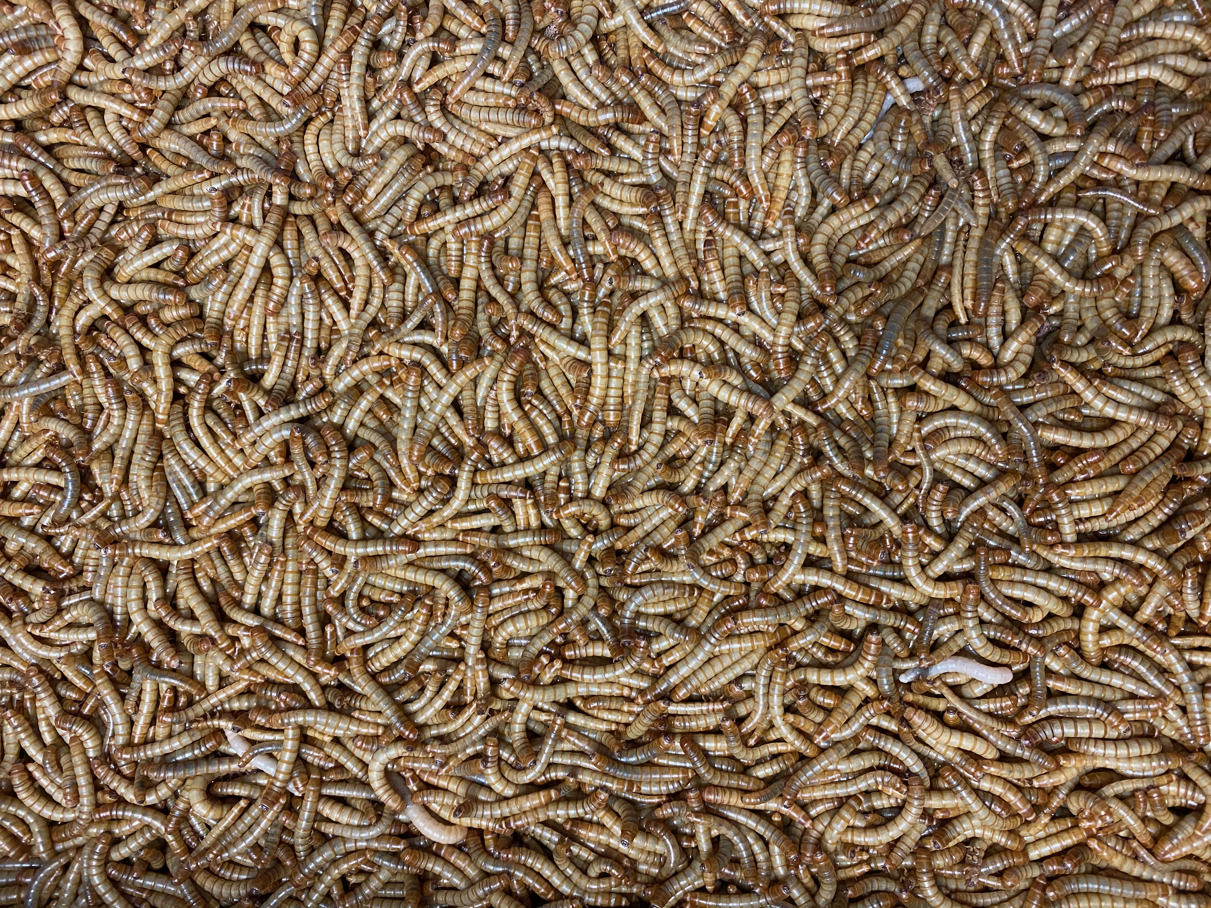 Thousands of brown mealworms.