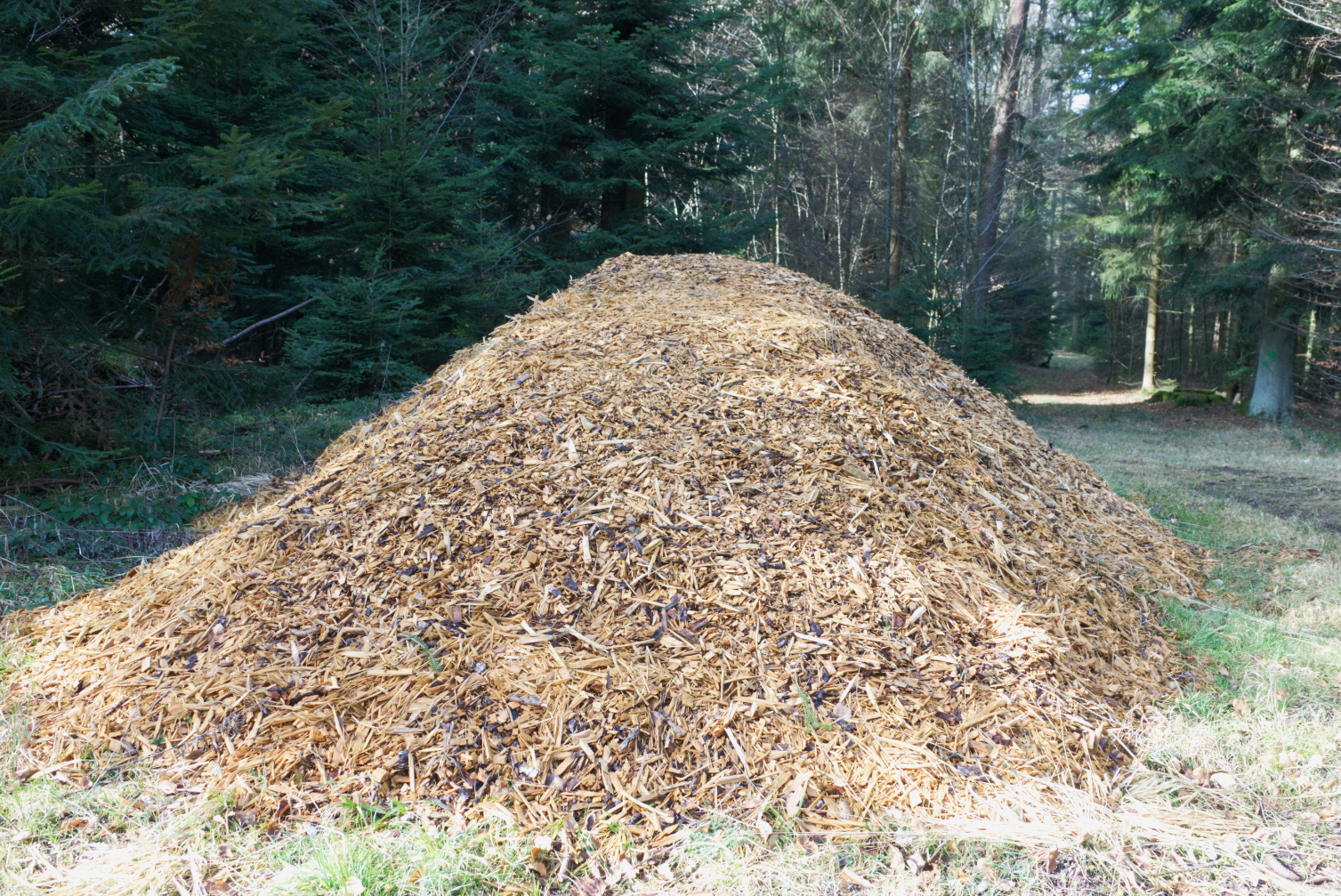 A big pile of wood chips is temporarily stored in the forest.