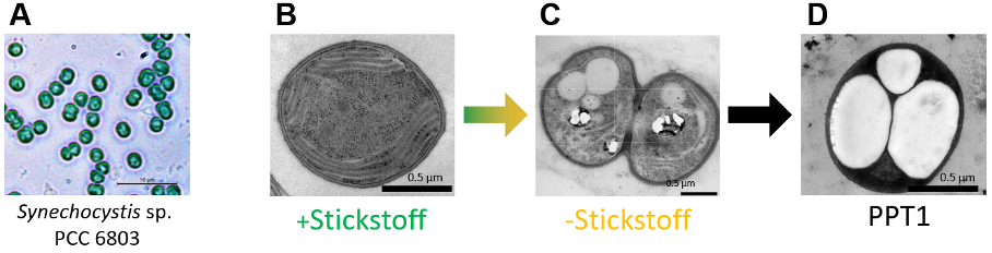 Four photos of microscopically magnified cyanobacteria, in which cell inclusions, and especially PHB can be seen.