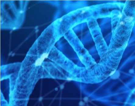 Section of DNA double helix