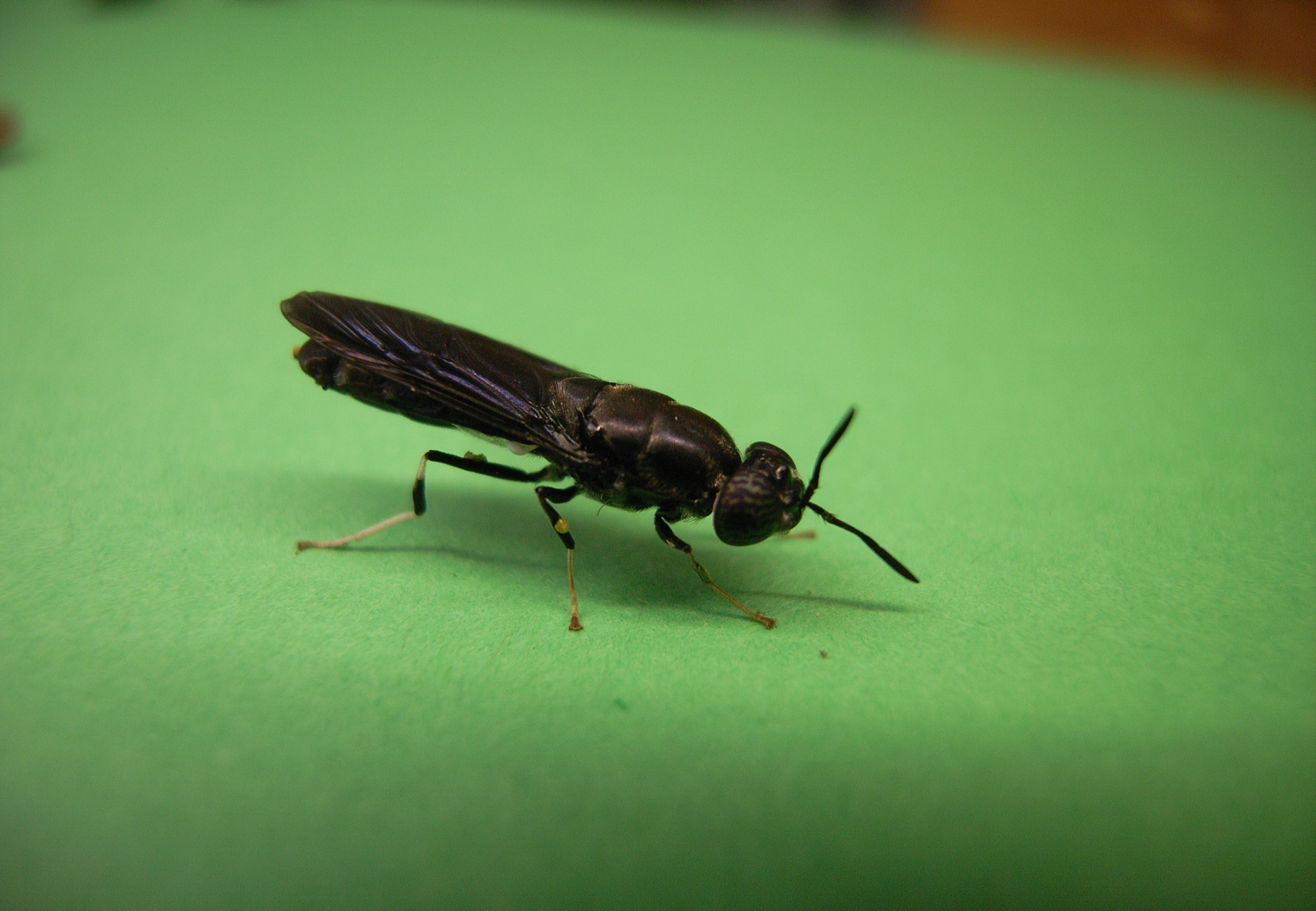 A black fly on a green surface.