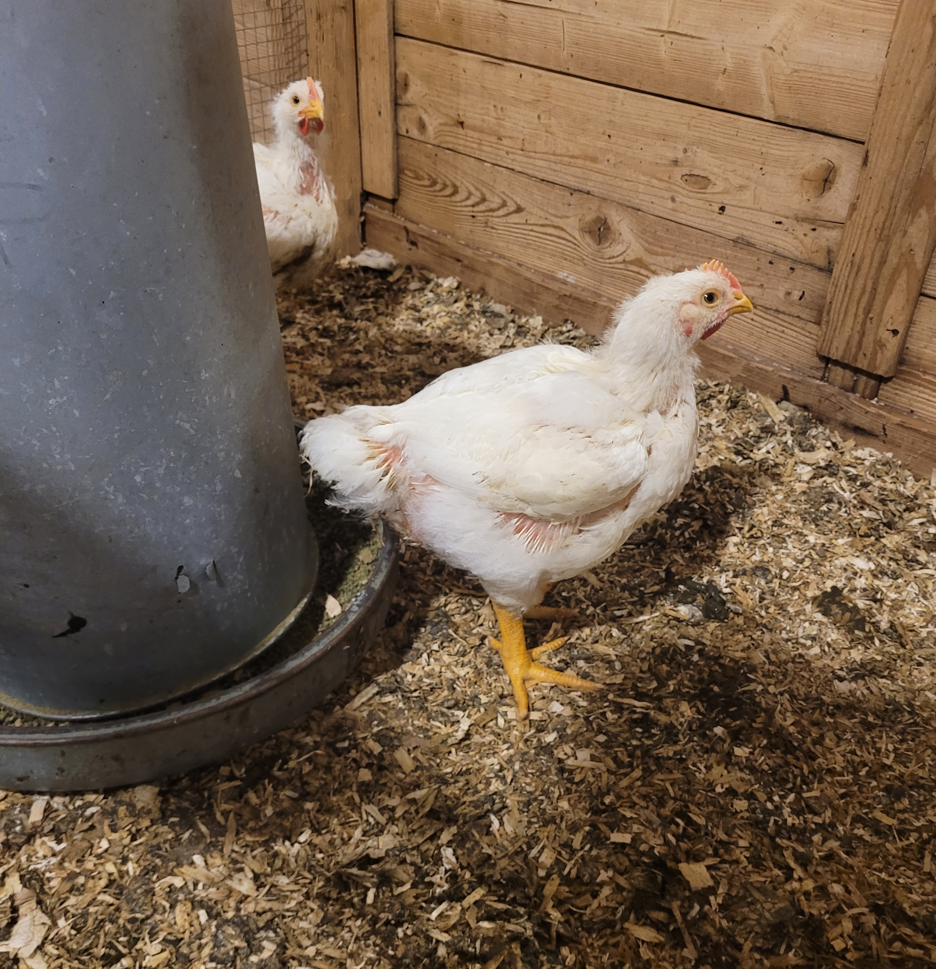 A full-grown white chicken can be seen standing in a chicken shed. There is another chicken in the background.