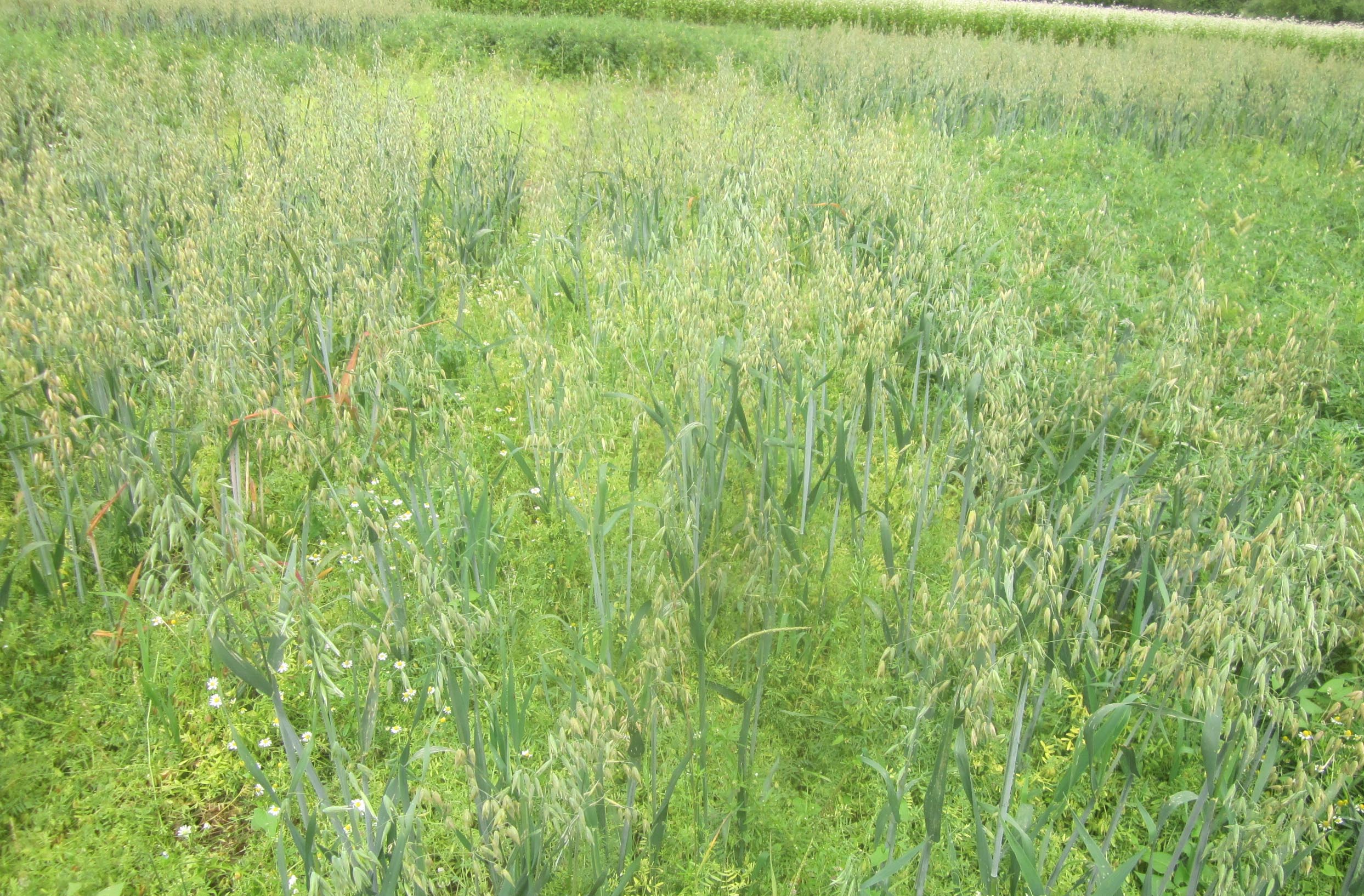 The photo shows a green field full of light lentil plants.  Darker oats grow between them.