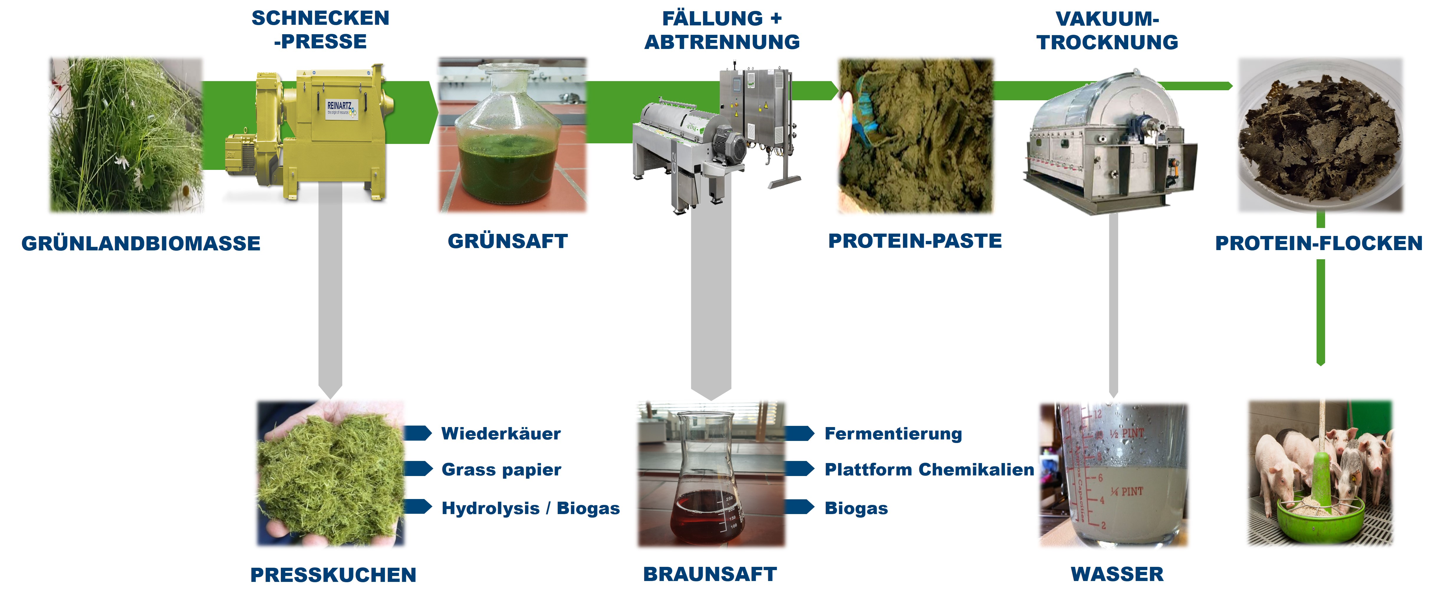 The diagram shows the technological process for extracting proteins from grassland cuttings (top line). The respective step is shown above the green arrows, followed by the intermediate product. Outgoing side streams are shown with a grey arrow pointing downwards.