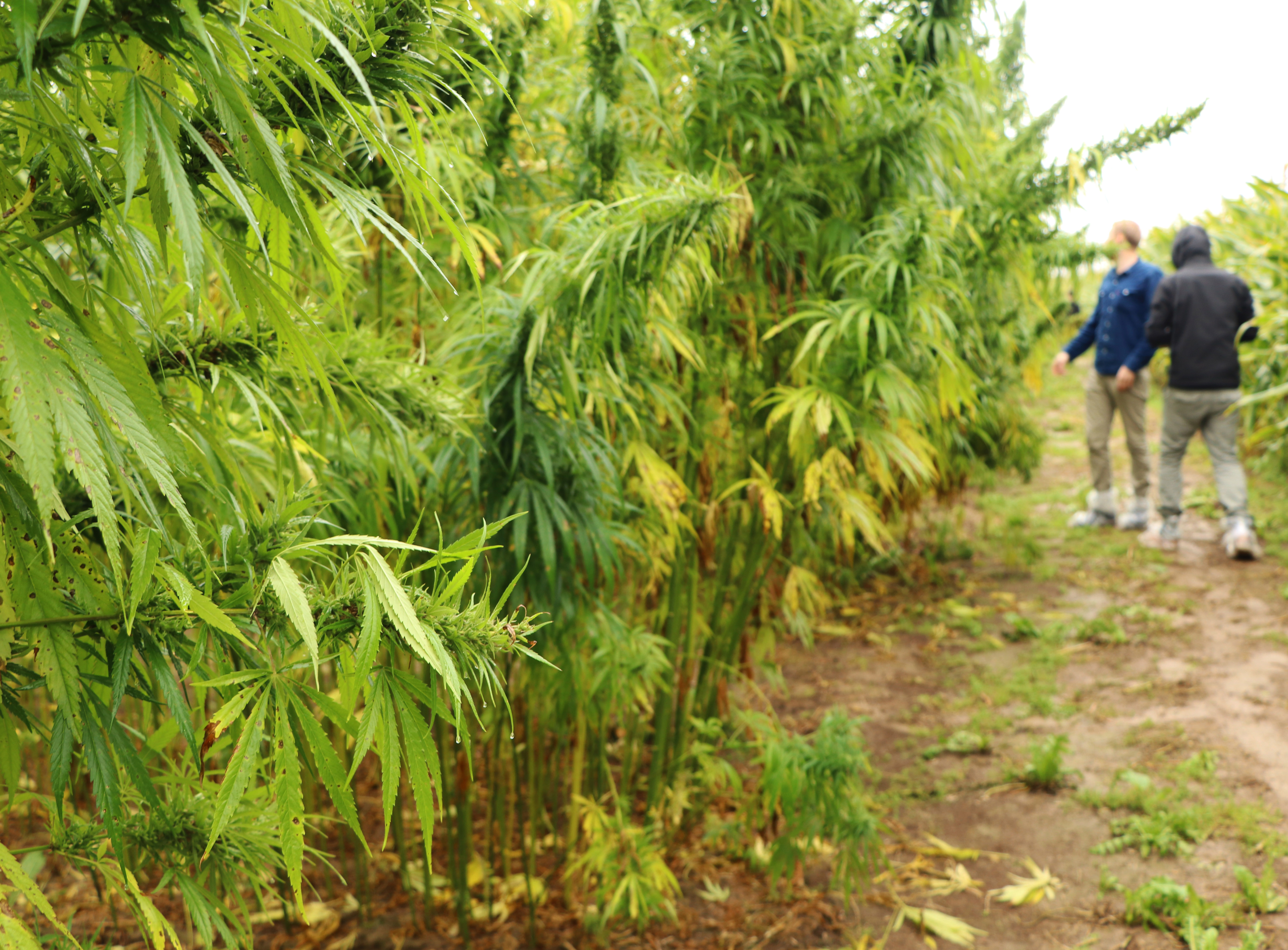 A field with many tall green hemp plants with flowers.