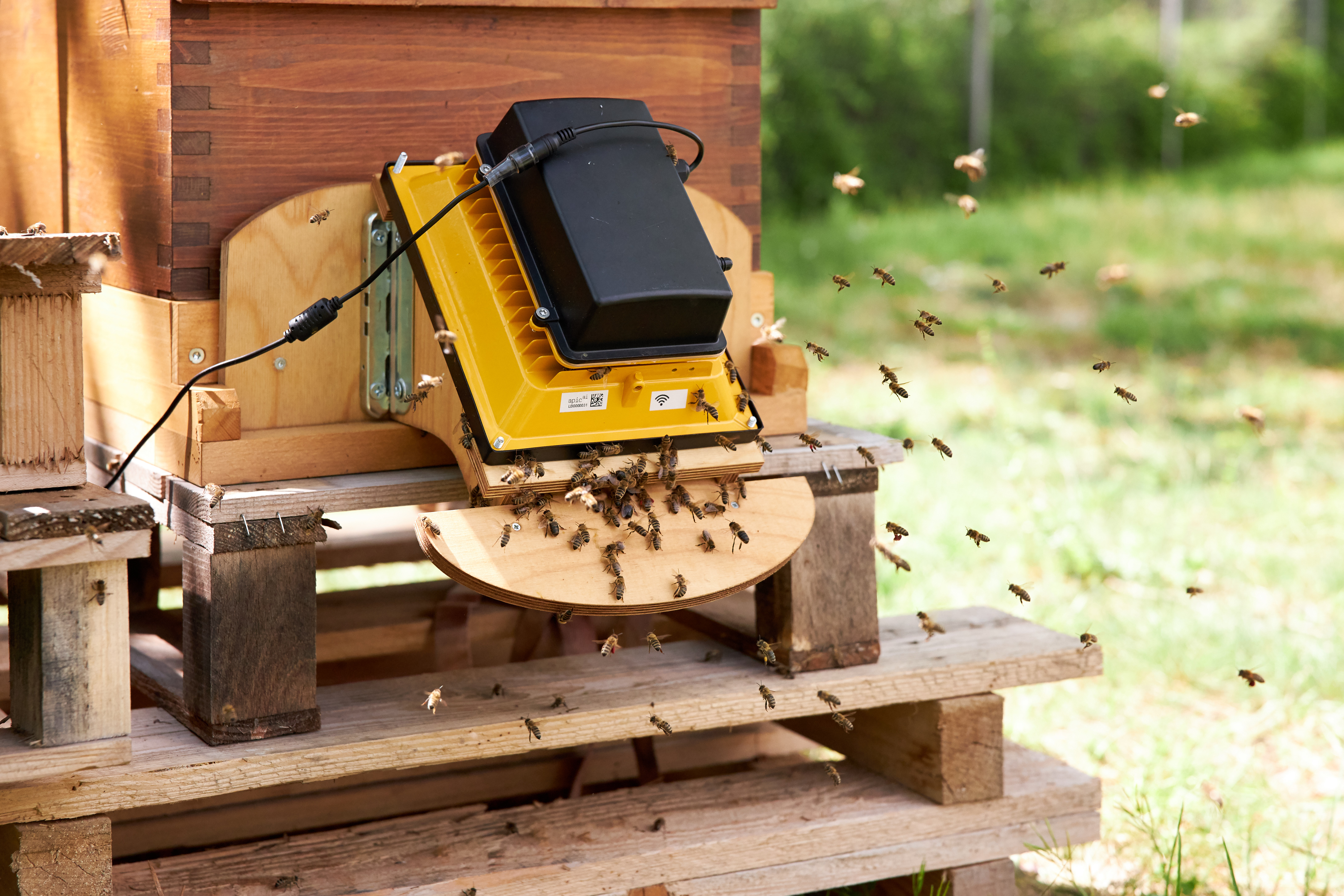 Bees as biosensors: the bees are filmed as they fly in and out of the beehive