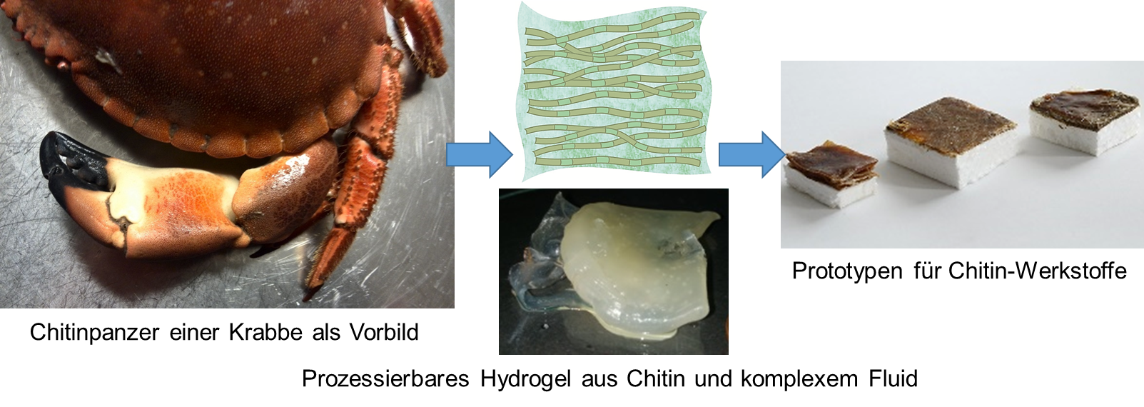 The composite image shows, on the left-hand side, a photo of a crab chitin shell; a graphical representation of crosslinked polymer filaments in the centre of the image; and below, a photo of a whitish-gooey hydrogel. A photo of three prototype chitin materials is shown on the right-hand side. Here, dark chitin layers lie on small, rectangular, white blocks of carrier material. All three parts of the image (left, centre, right) are connected by blue arrows (from left to right).