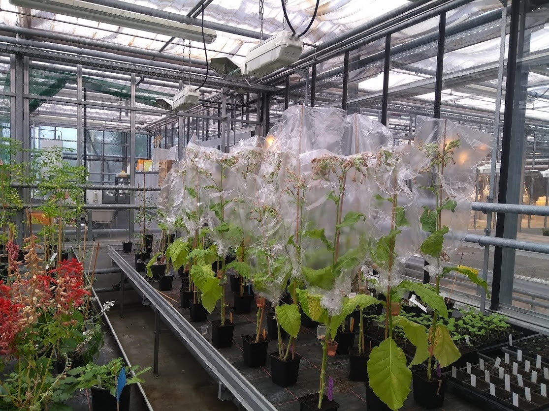 In einem Pflanzengewächshaus sind mehrere Tabakpflanzen zu sehen, die mit einer durchsichtigen Folie abgedeckt sind.