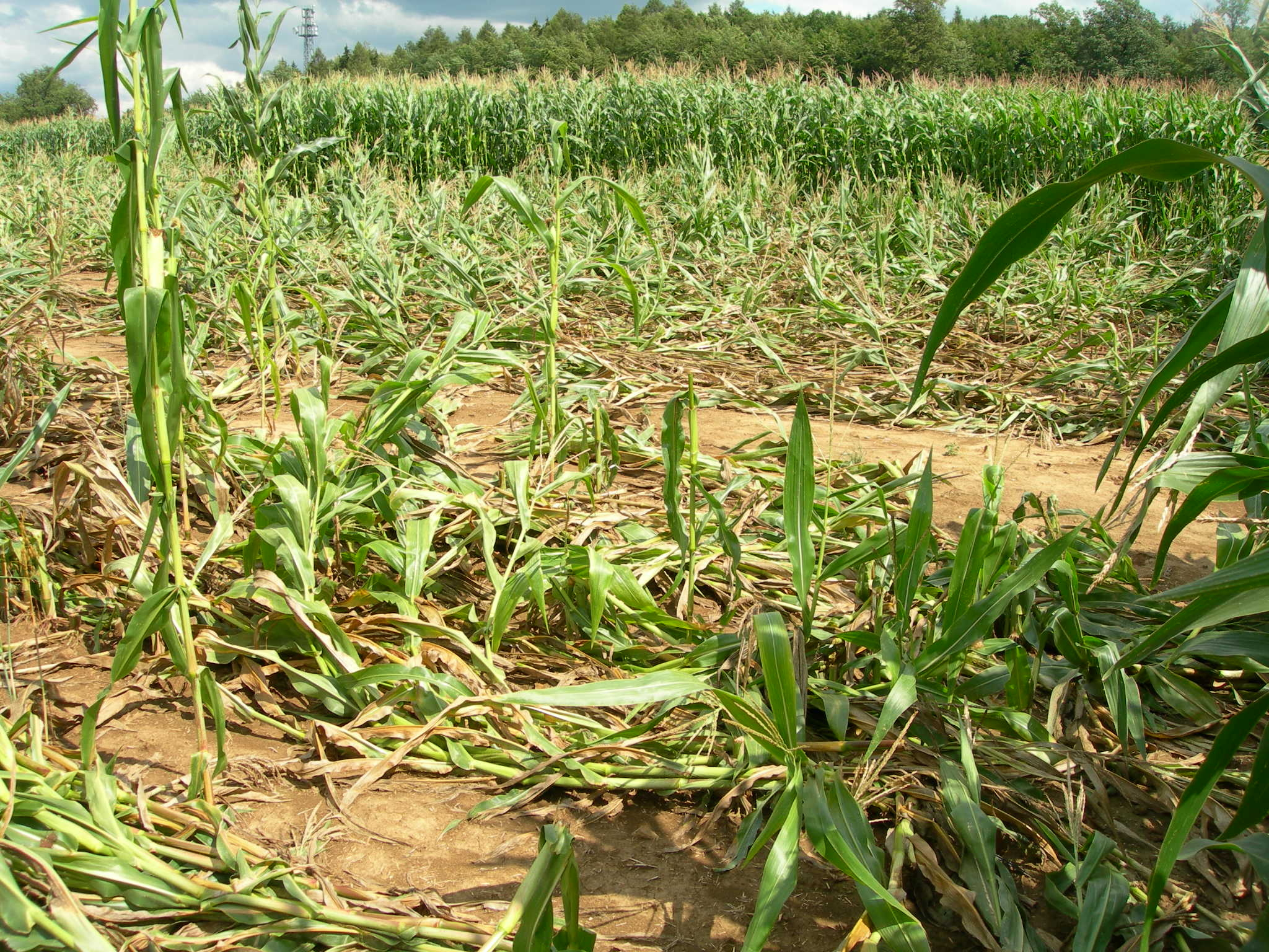 Opponents of genetic engineering have repeatedly destroyed fields with genetically modified maize.