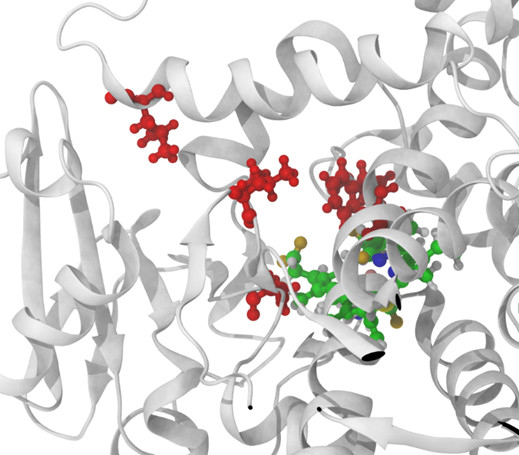 Auf dem Foto ist ein Ausschnitt der räumlichen Struktur eines Enzyms zu sehen, in welche die Molekülstrukturen der ausgetauschten Aminosäuren eingezeichnet und rot eingefärbt sind.