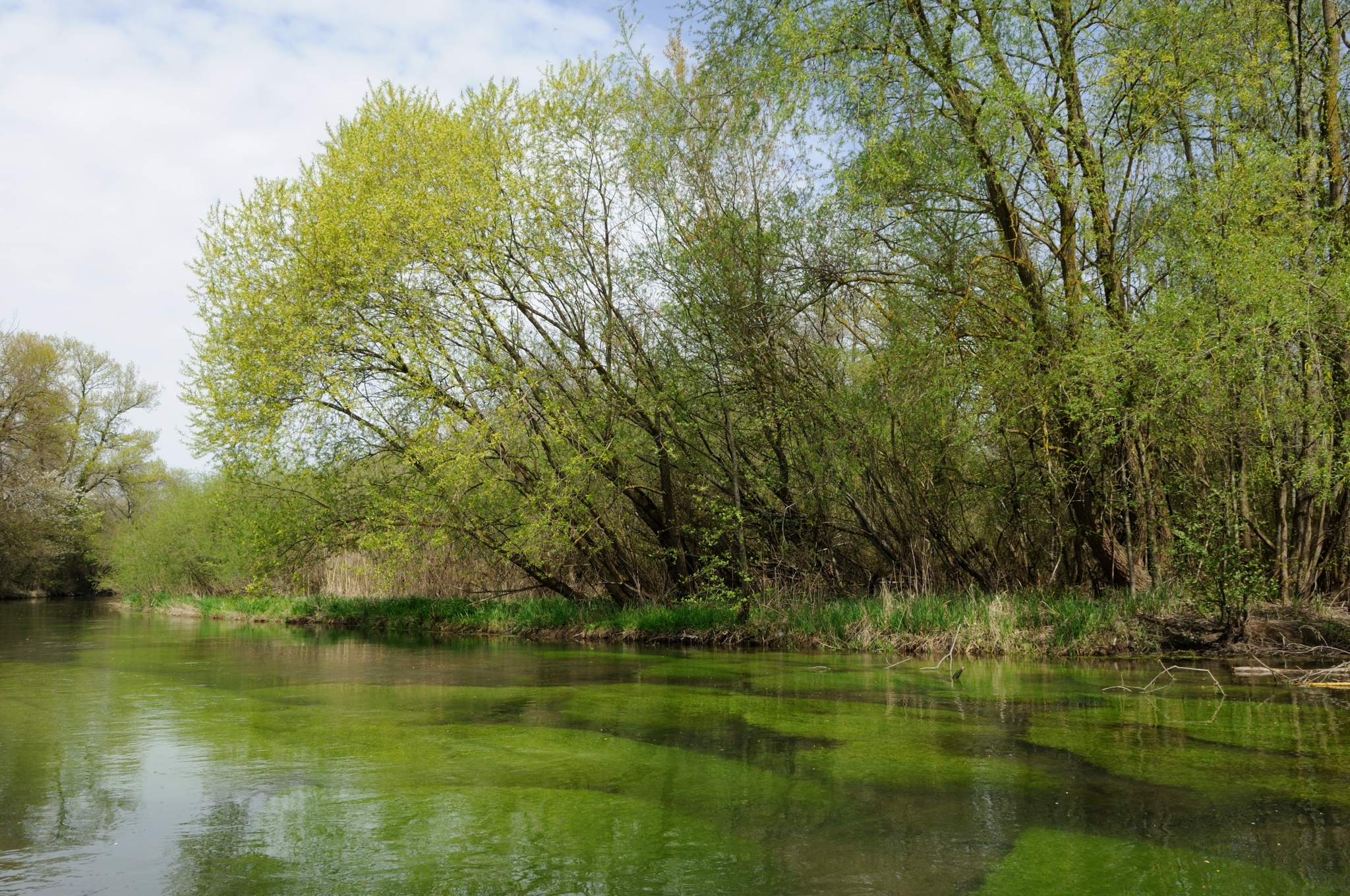 Das Bild zeigt eine grüne Flusslandschaft.