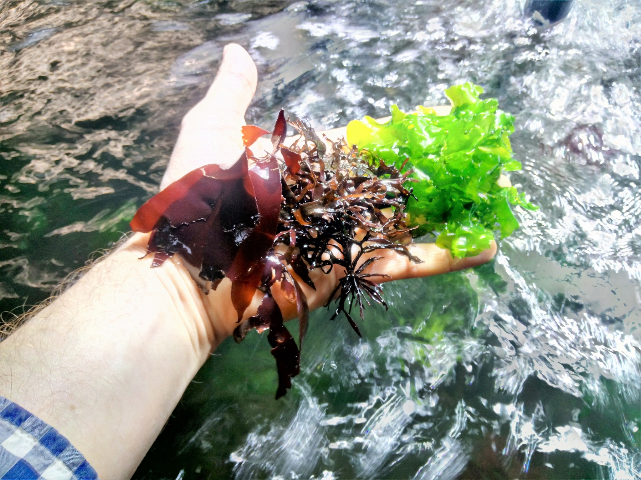 Figure showing a hand with different varieties of large algae.