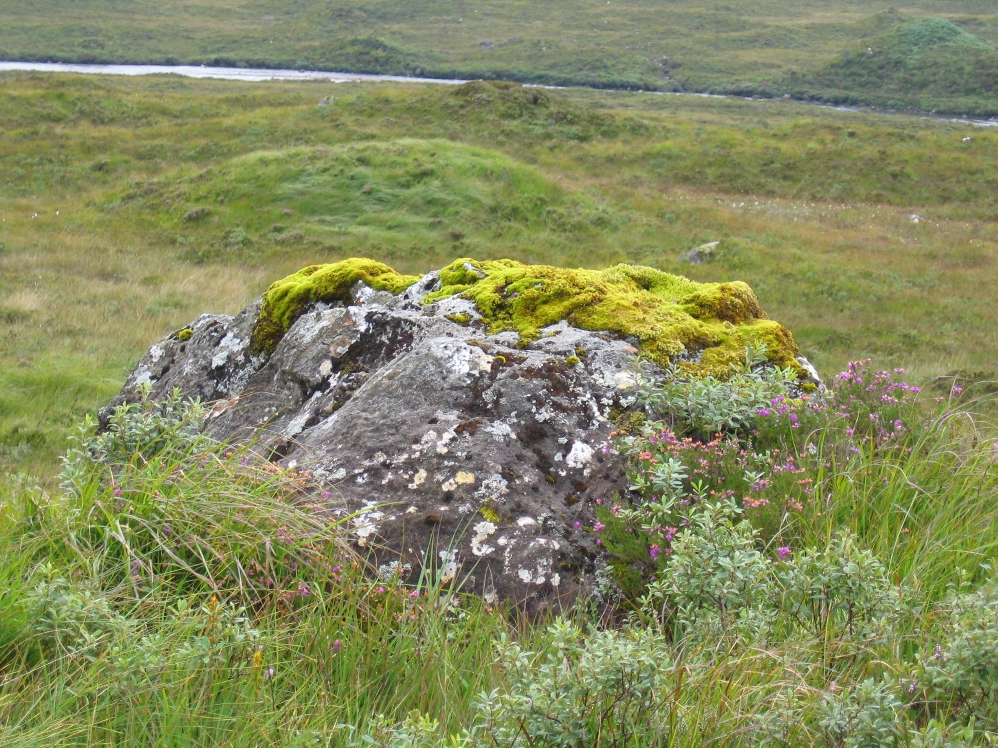 Moss plants on a rock on the Isle of Skye/Scotland (Photo: Stefan Rensing)