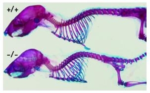 Mice without the transcription factor NF1, which was discovered by Prof. Dr. Albrecht Sippel, exhibit skeletal abnormalities. (Figure: work group Prof. Dr. Albrecht Sippel)