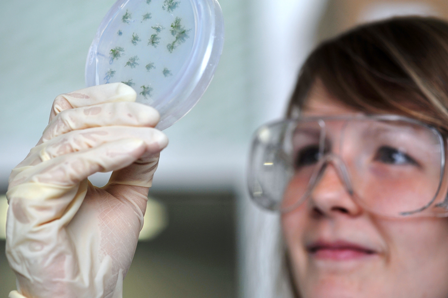 The photo shows the face of a young woman looking at a Petridish with several green moss plants.